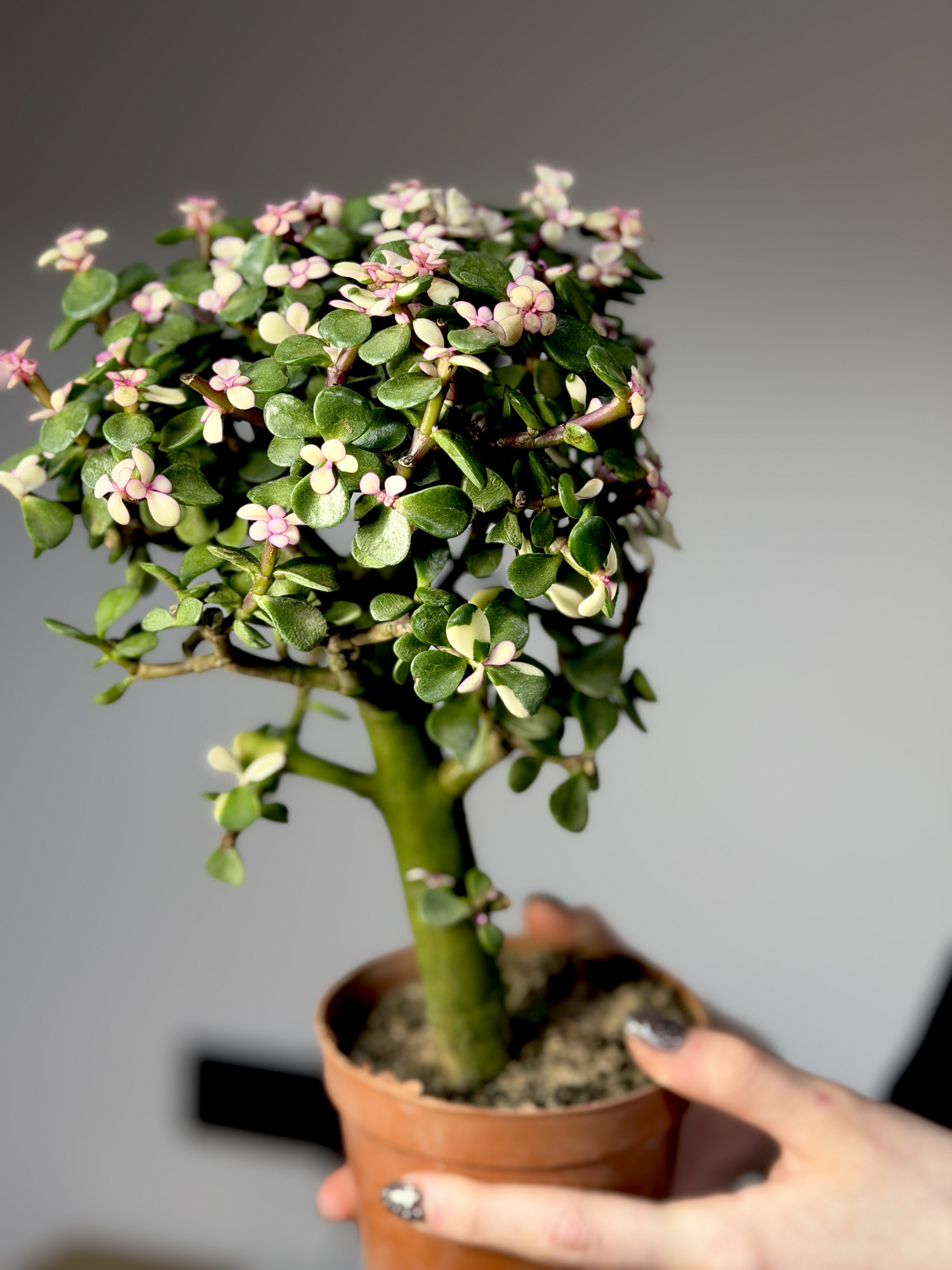 Портулакария Афра, Цветущее Дерево (Portulacaria Afra) D10см