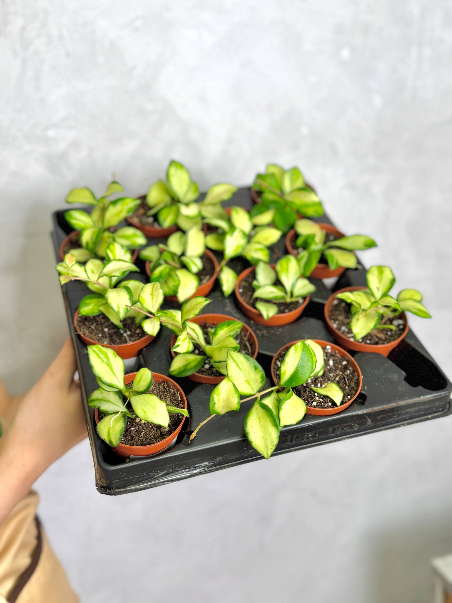 Хойя Хешкелиана Вариегатная (Hoya Heuschkeliana Variagata) D6см