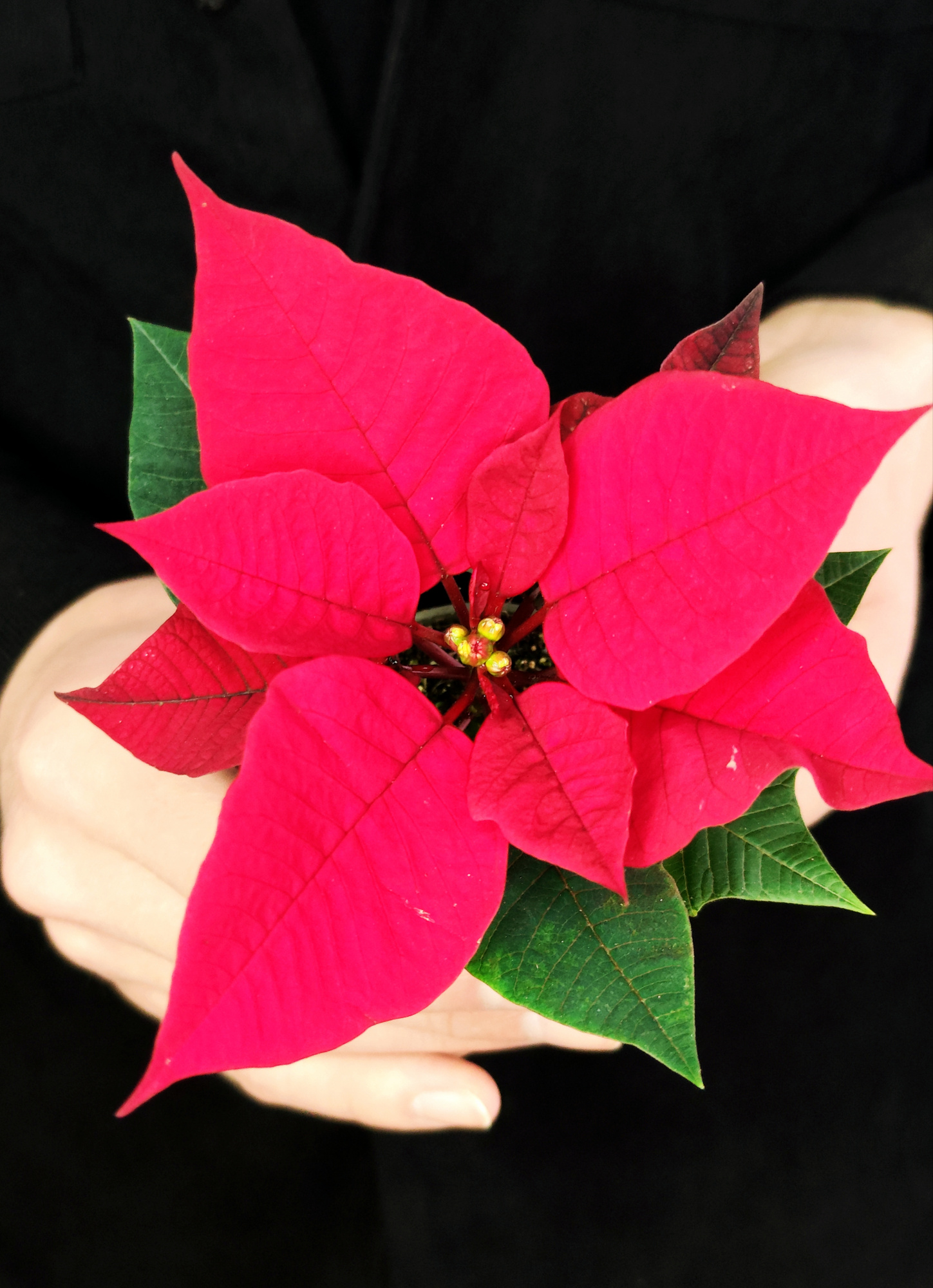 Пуансеттия Фрея Красная (Poinsettia Freya Red) D6см