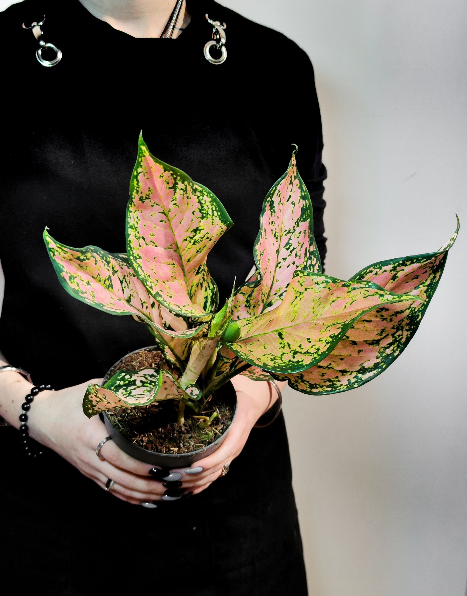 Аглаонема Пинк Долфин (Aglaonema Pink Dolphin) D12см