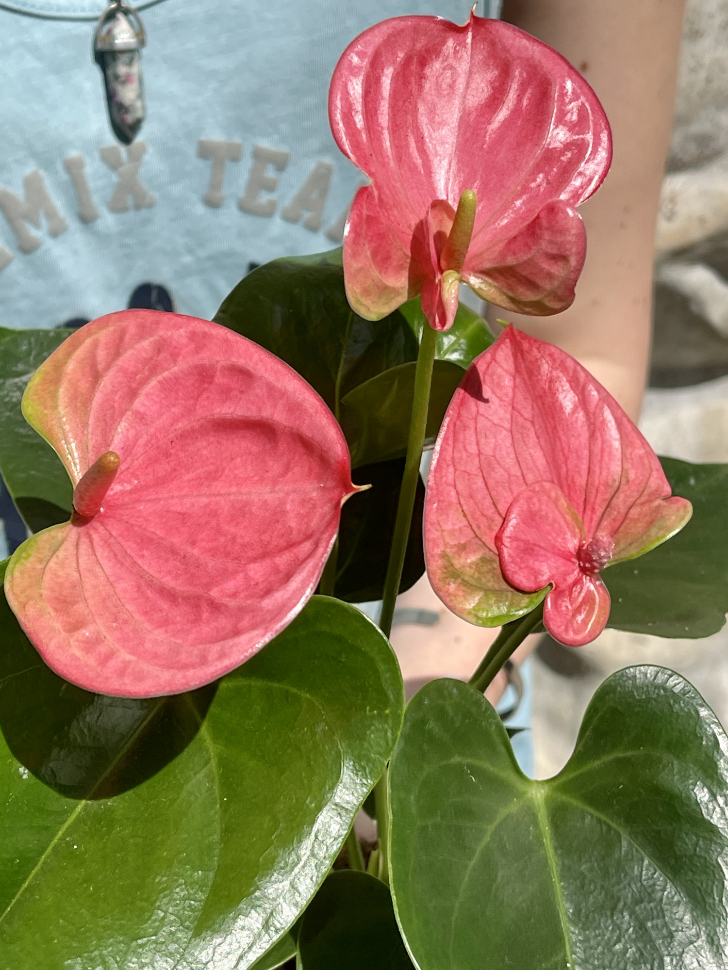 Антуриум Андре Пинк, или Розовый (Anthurium Аndraeanum Pink) D9см