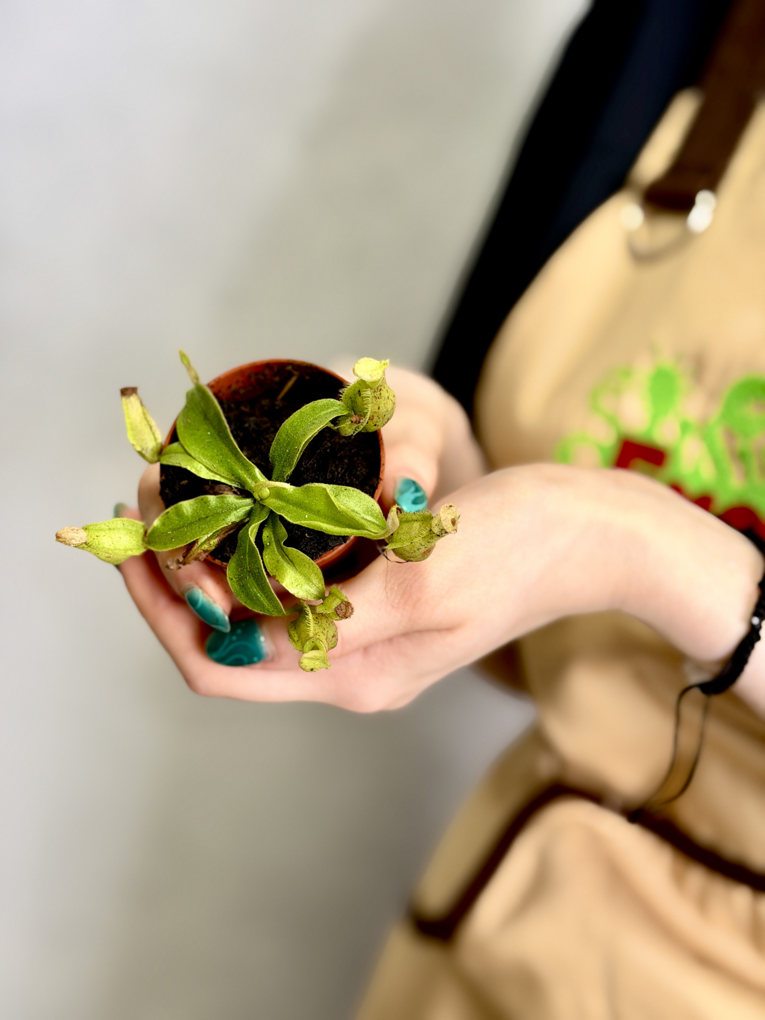 Непентес Хукериана Мини (Nepenthes Hookeriana Mini) D5см