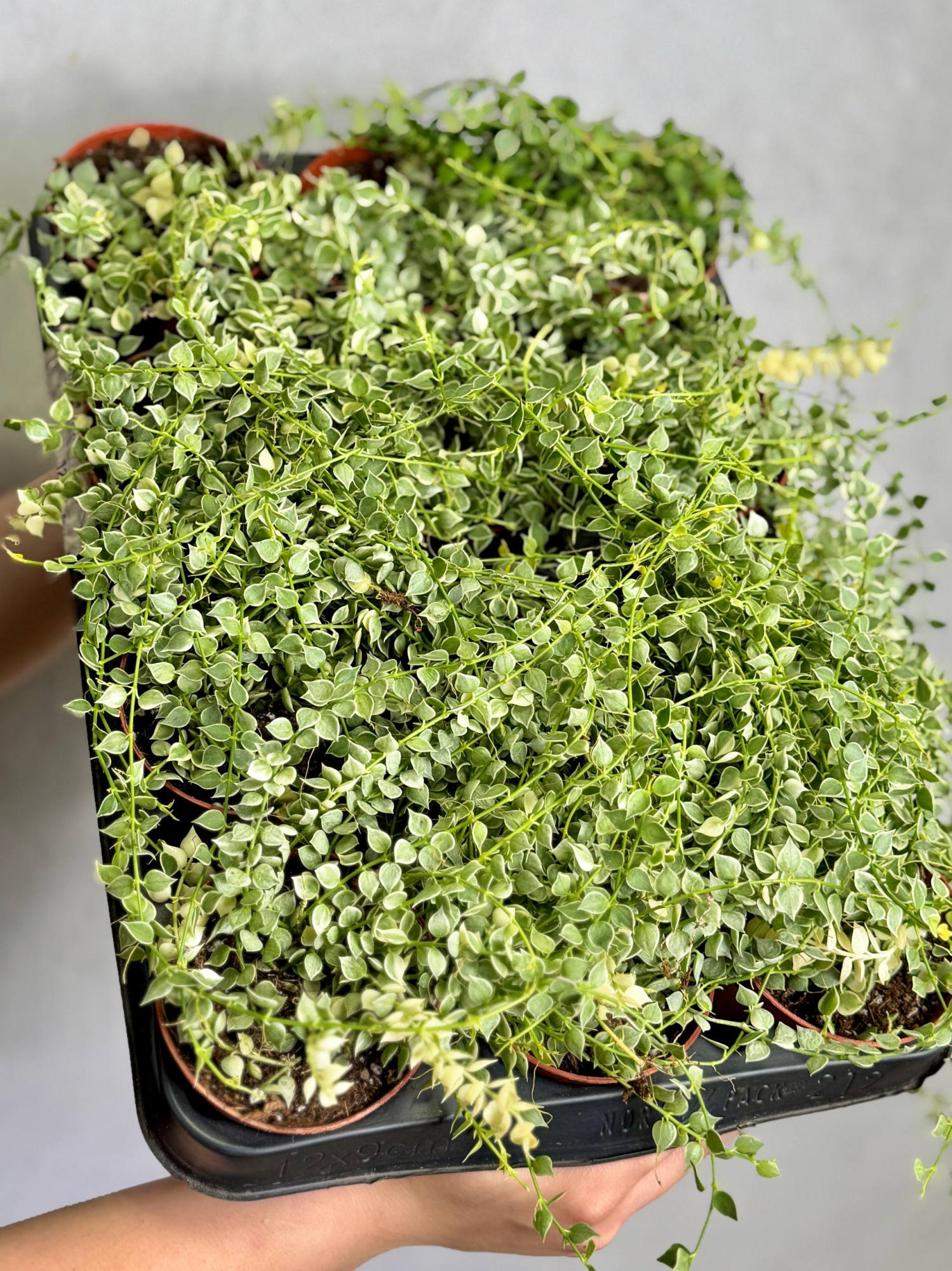 Дисхидия Русифолия Вариегатная (Dischidia Ruscifolia Variegata) D8см