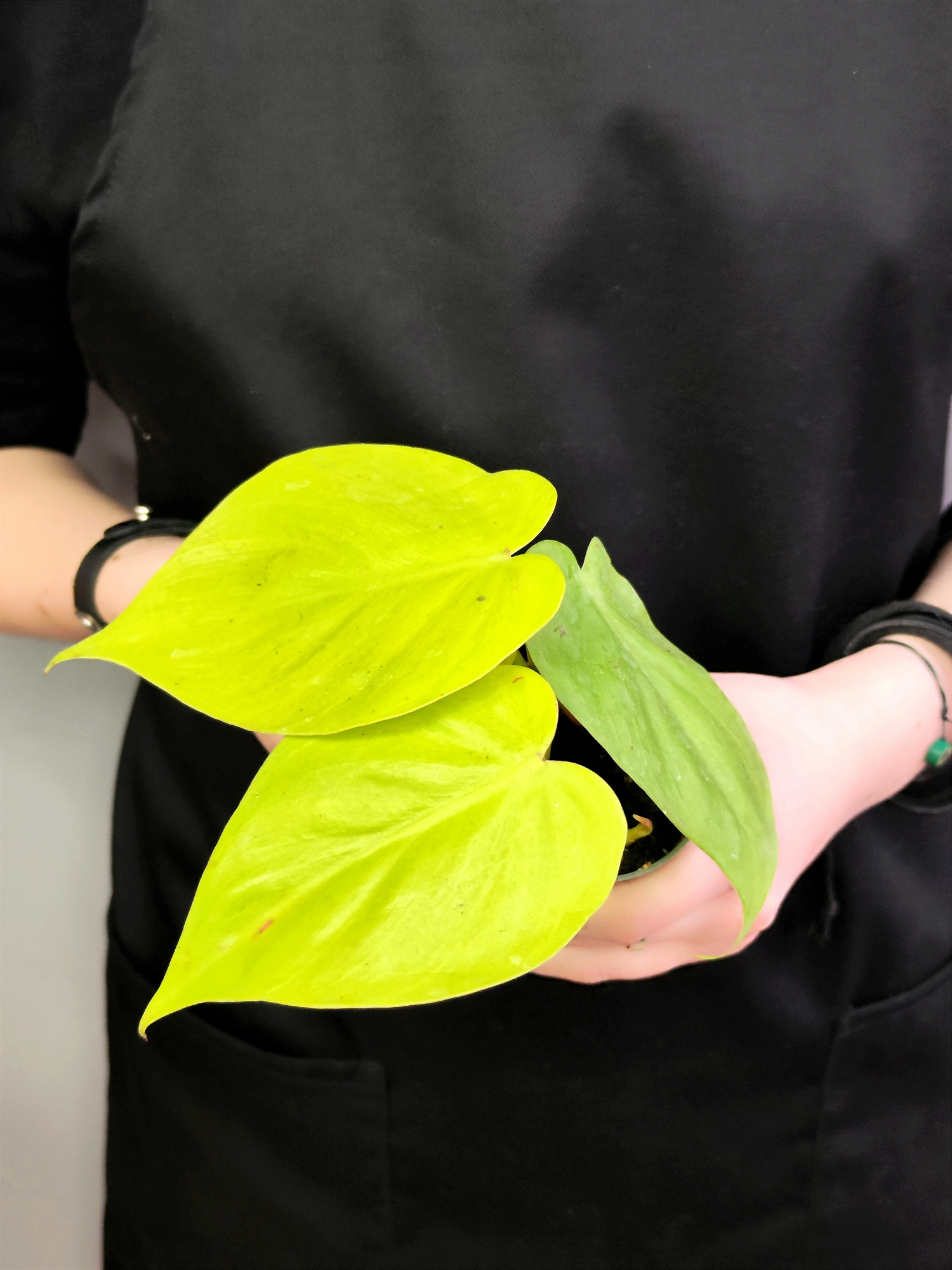 Филодендрон Неон Лайм (Philodendron Neon Lime) D6см