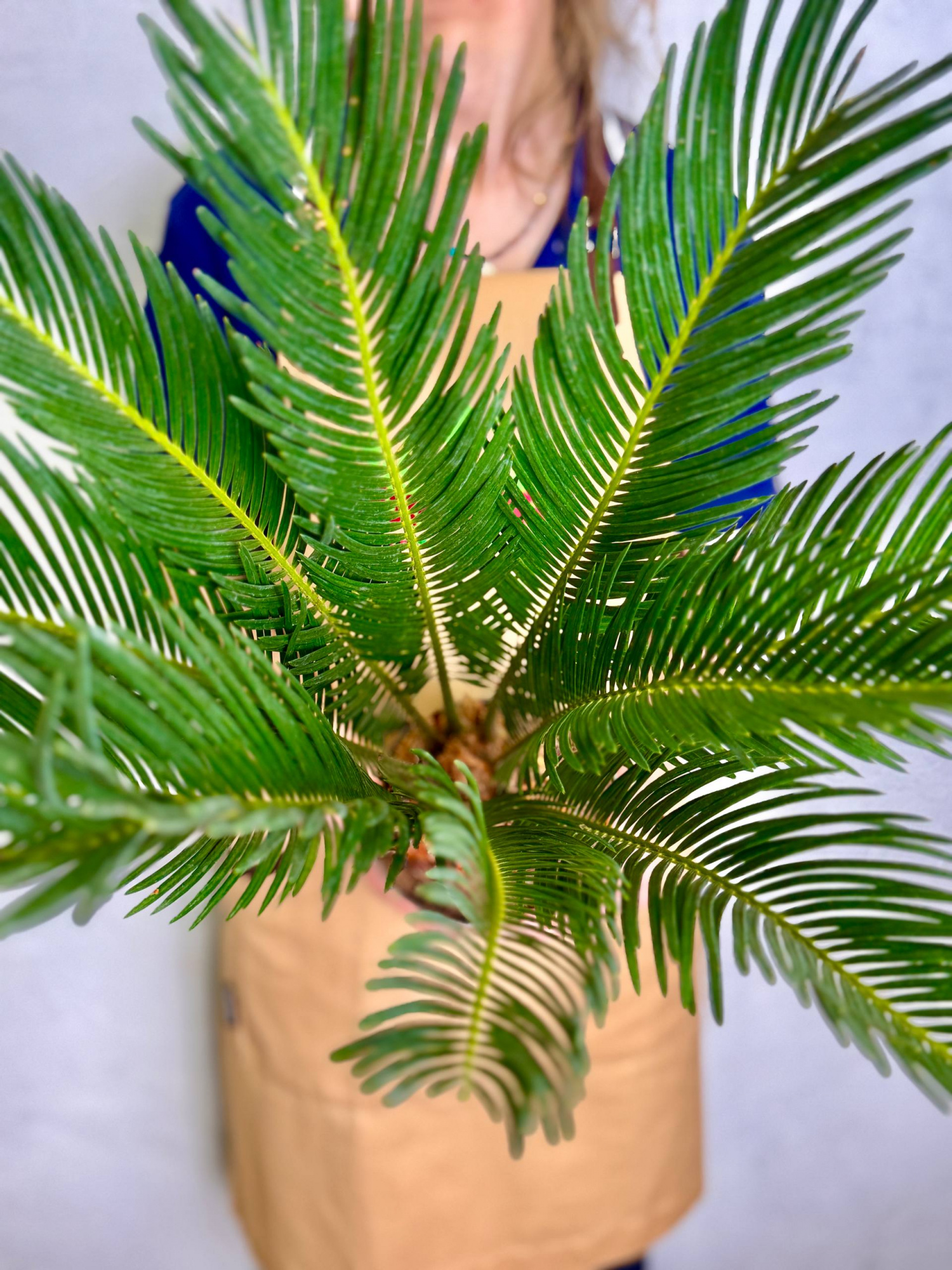 Цикас Революта (Cycas Revoluta) D14см