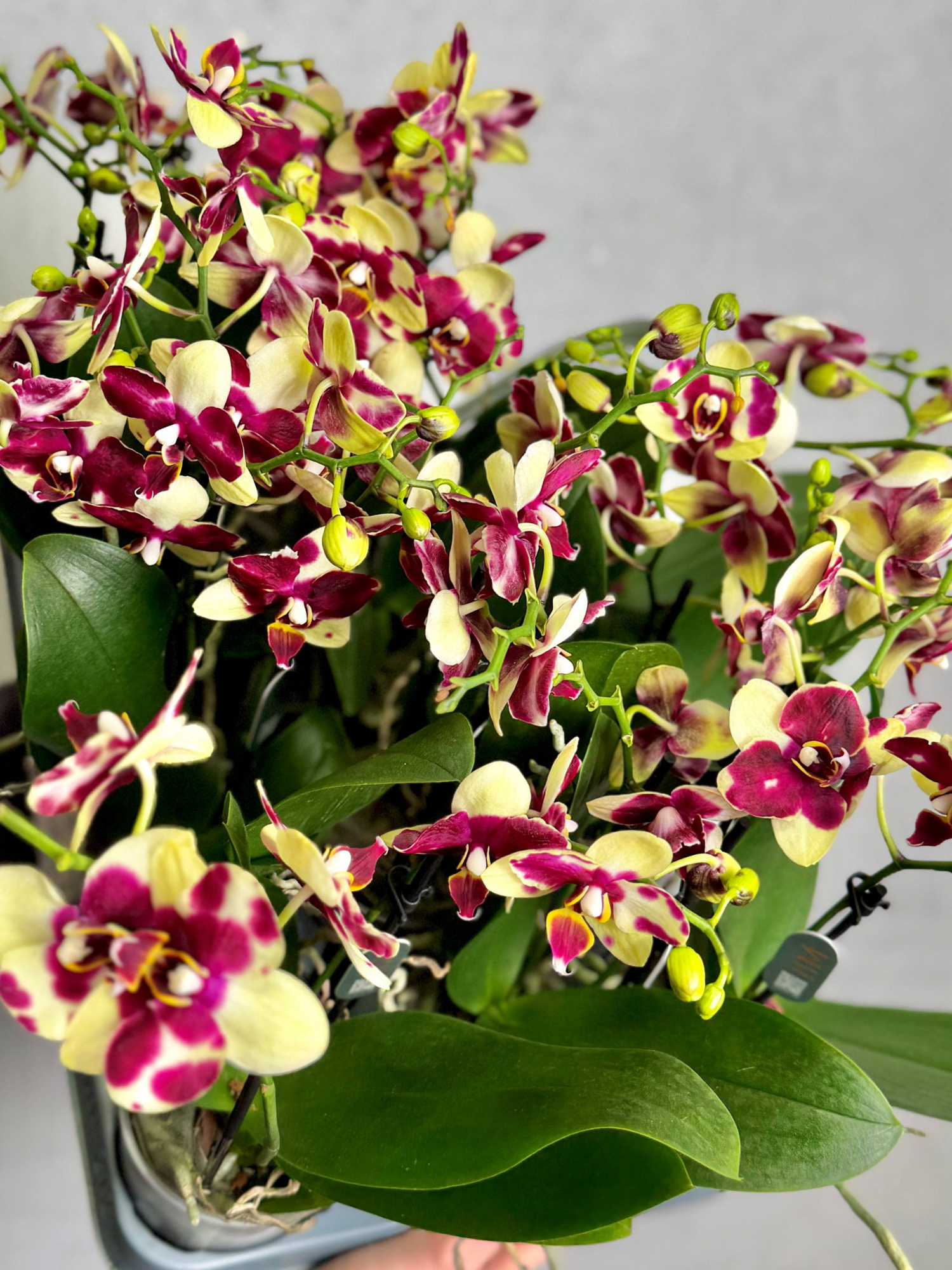 Орхидея Фаленопсис Катания (Phalaenopsis Catania) D9см