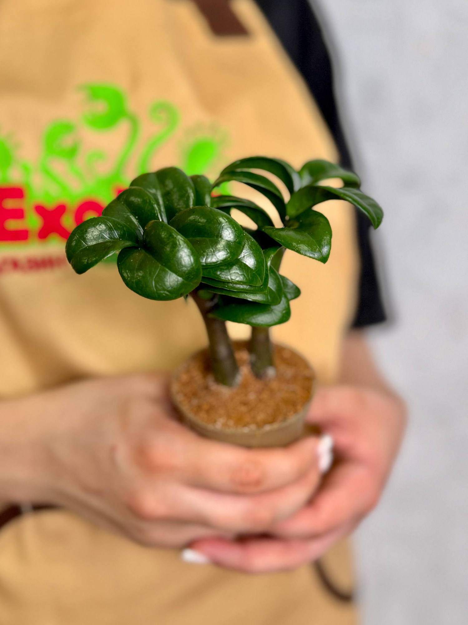 Замиокулькас Зензи Жук (Zamioculcas Zenzi Bug) D6см
