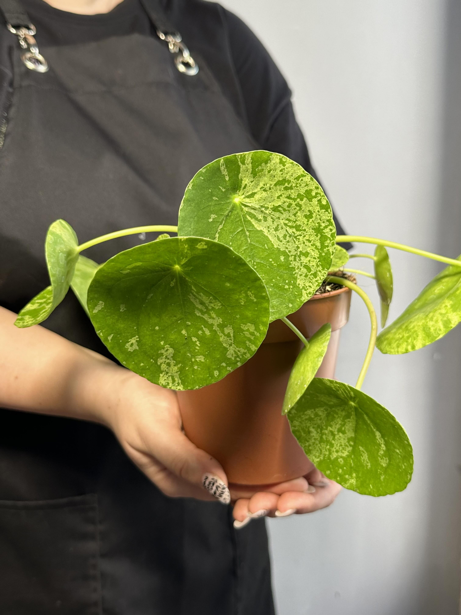 Пилея Пеперомиевидная Мохито (Pilea peperomioides Mojito) D12см