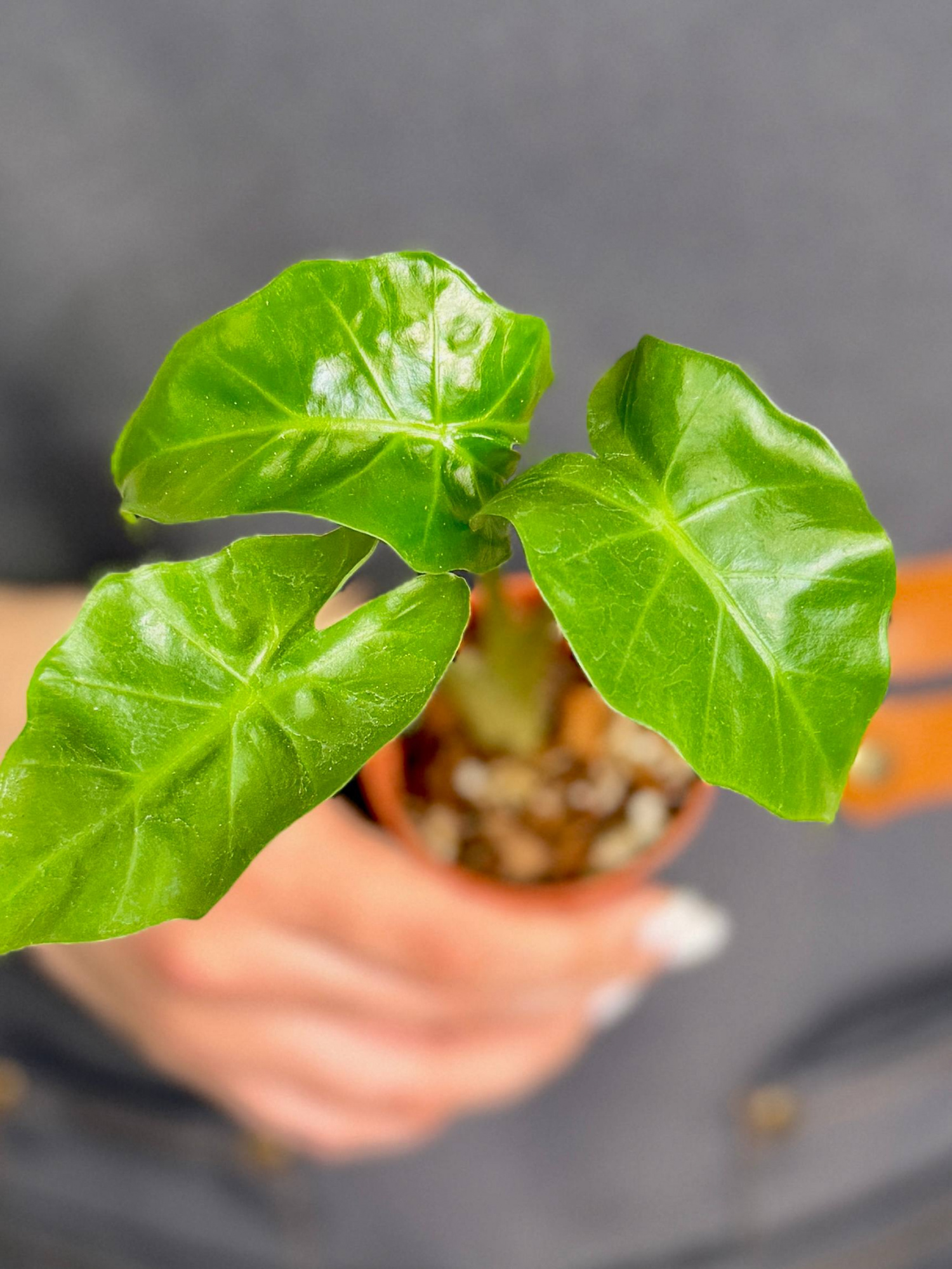 Алоказия Портора, или Портодора (Alocasia Portora) D6см