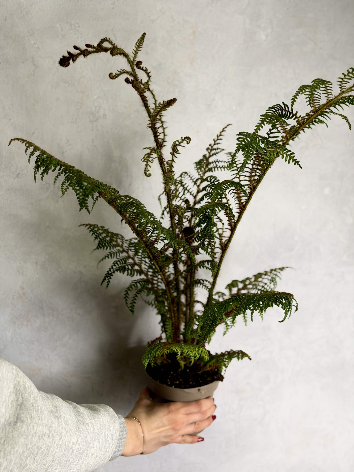 Циатея Купера Хайленд Лейс (Cyathea Highland Lace) D14см