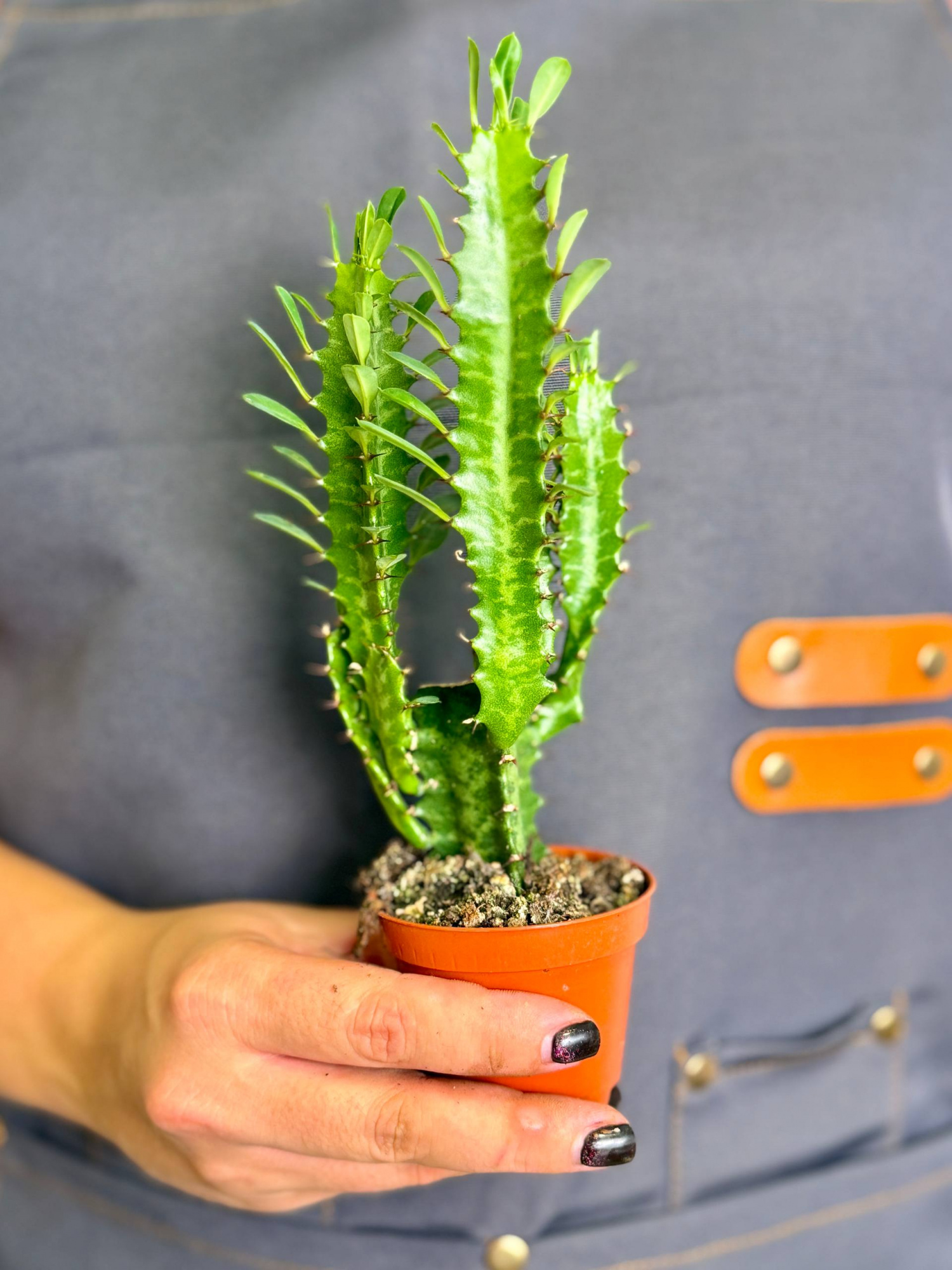 Эуфорбия Тригона, или Молочай Трёхгранный (Euphorbia Trigona) D6см