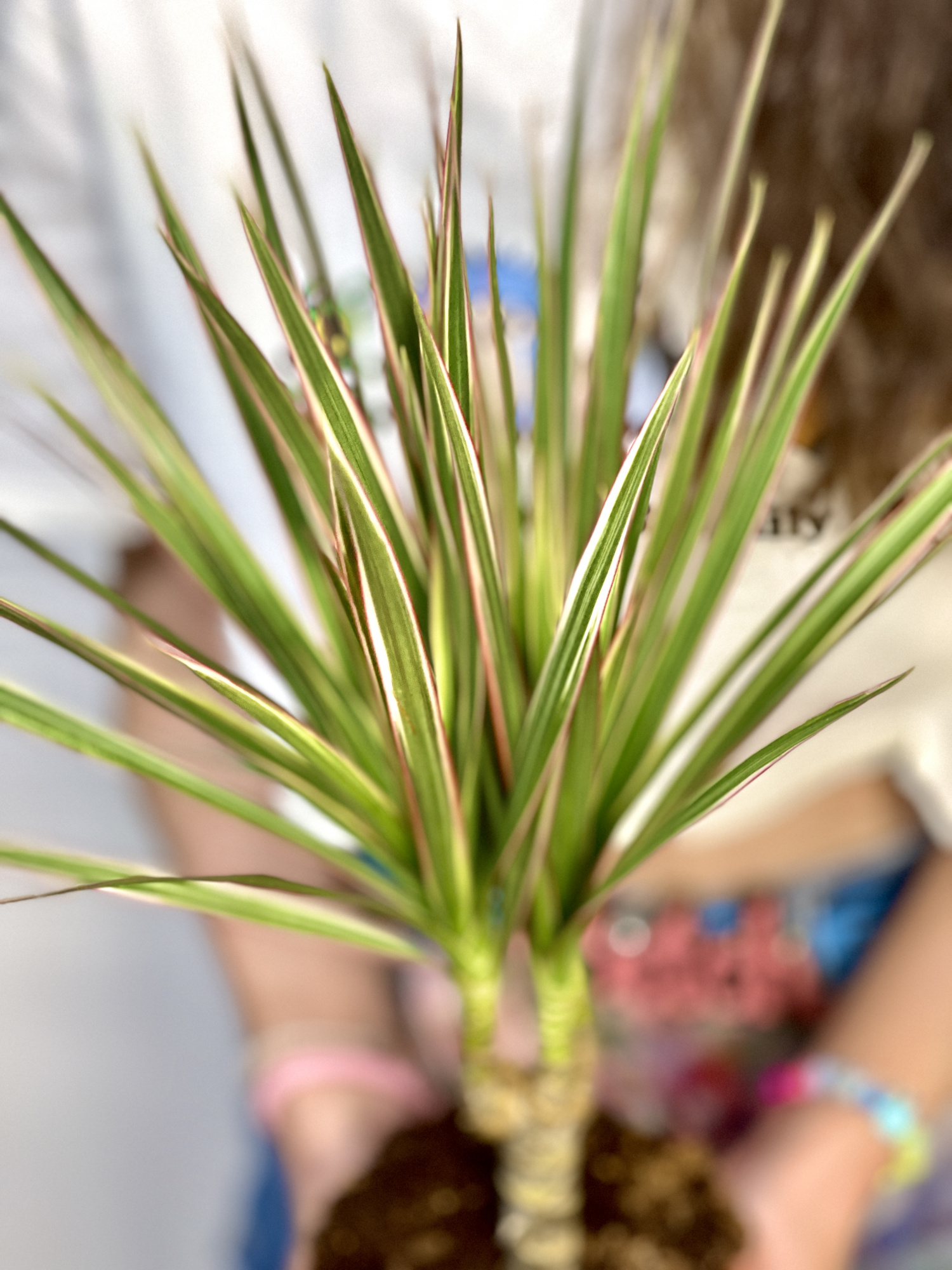 Драцена Маргината Биколор (Dracaena Marginata Bicolor) D12см