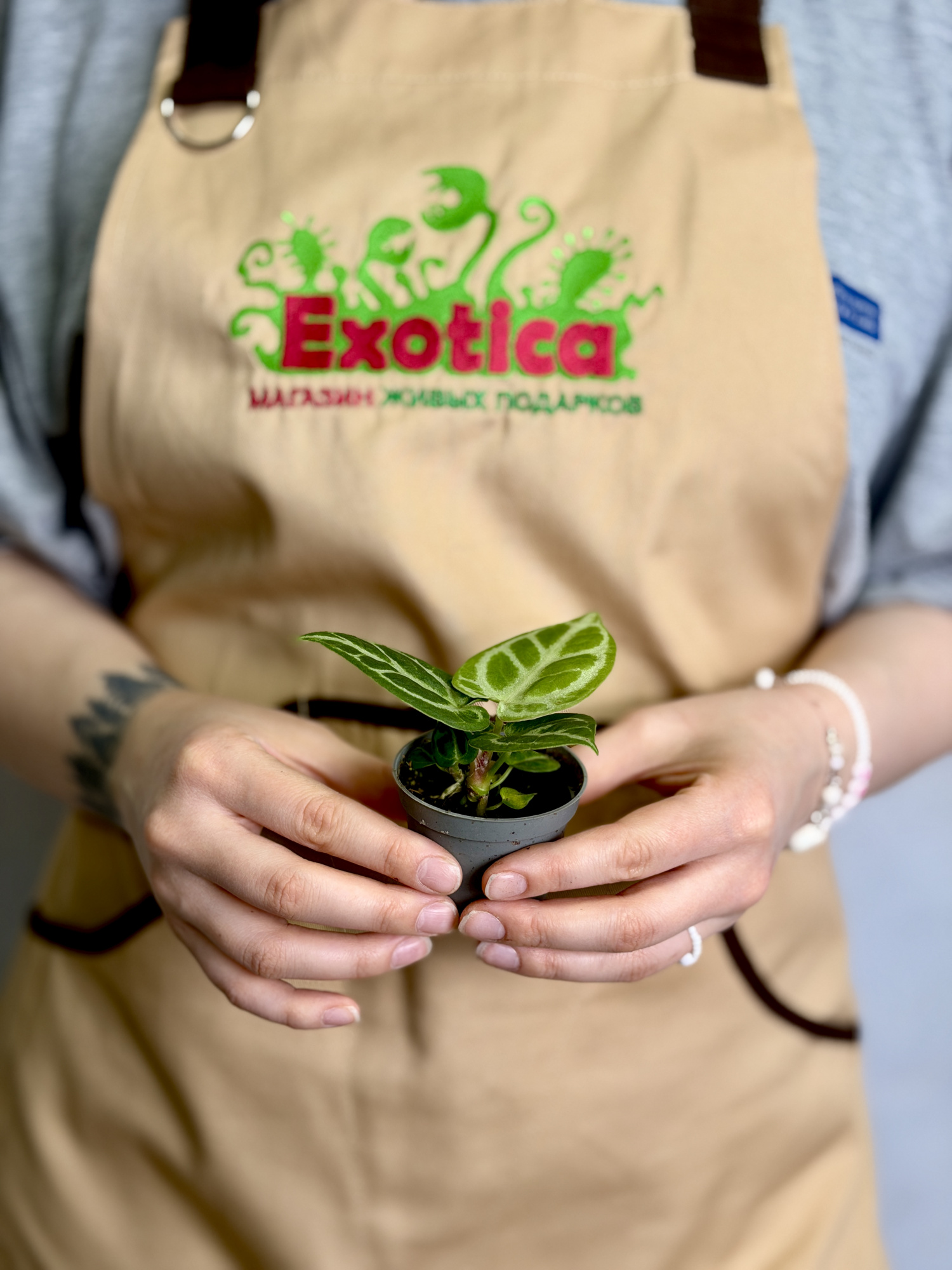 Антуриум Дораяки (Anthurium Dorayaki) D6см