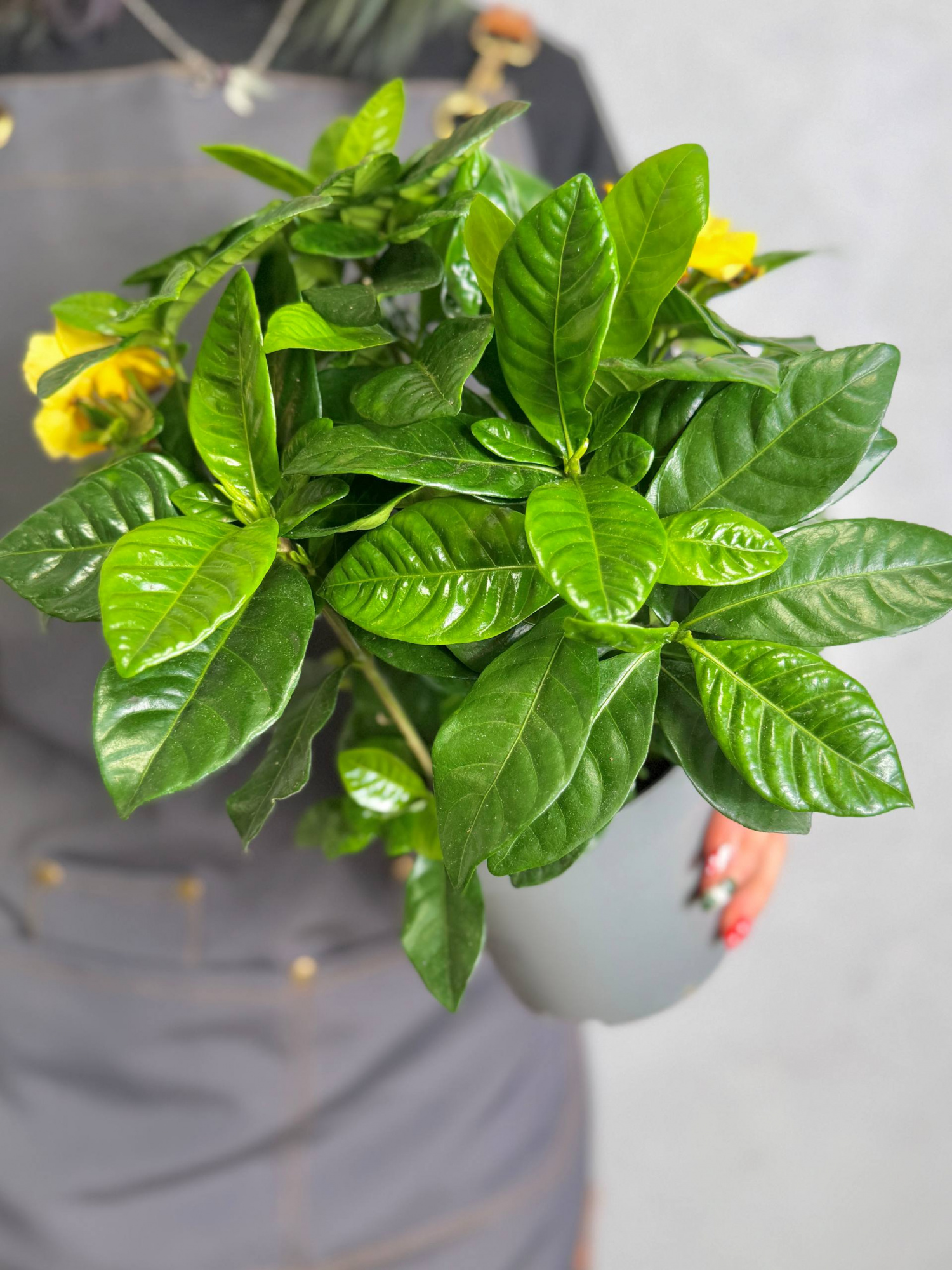 Гардения Жасминовидная Голден Мэджик (Gardenia Jasminoides Golden Magic) D12см
