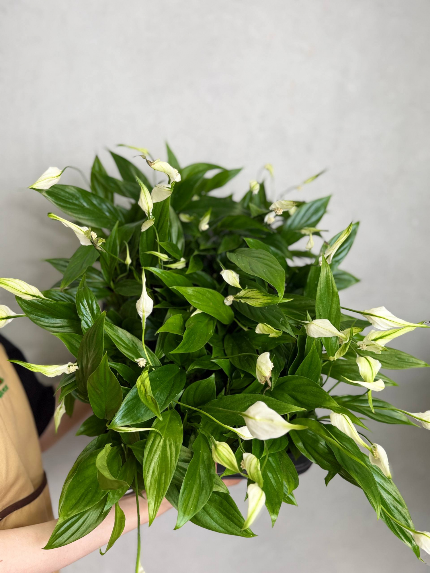 Спатифиллум Алана (Spathiphyllum Alana) D6см
