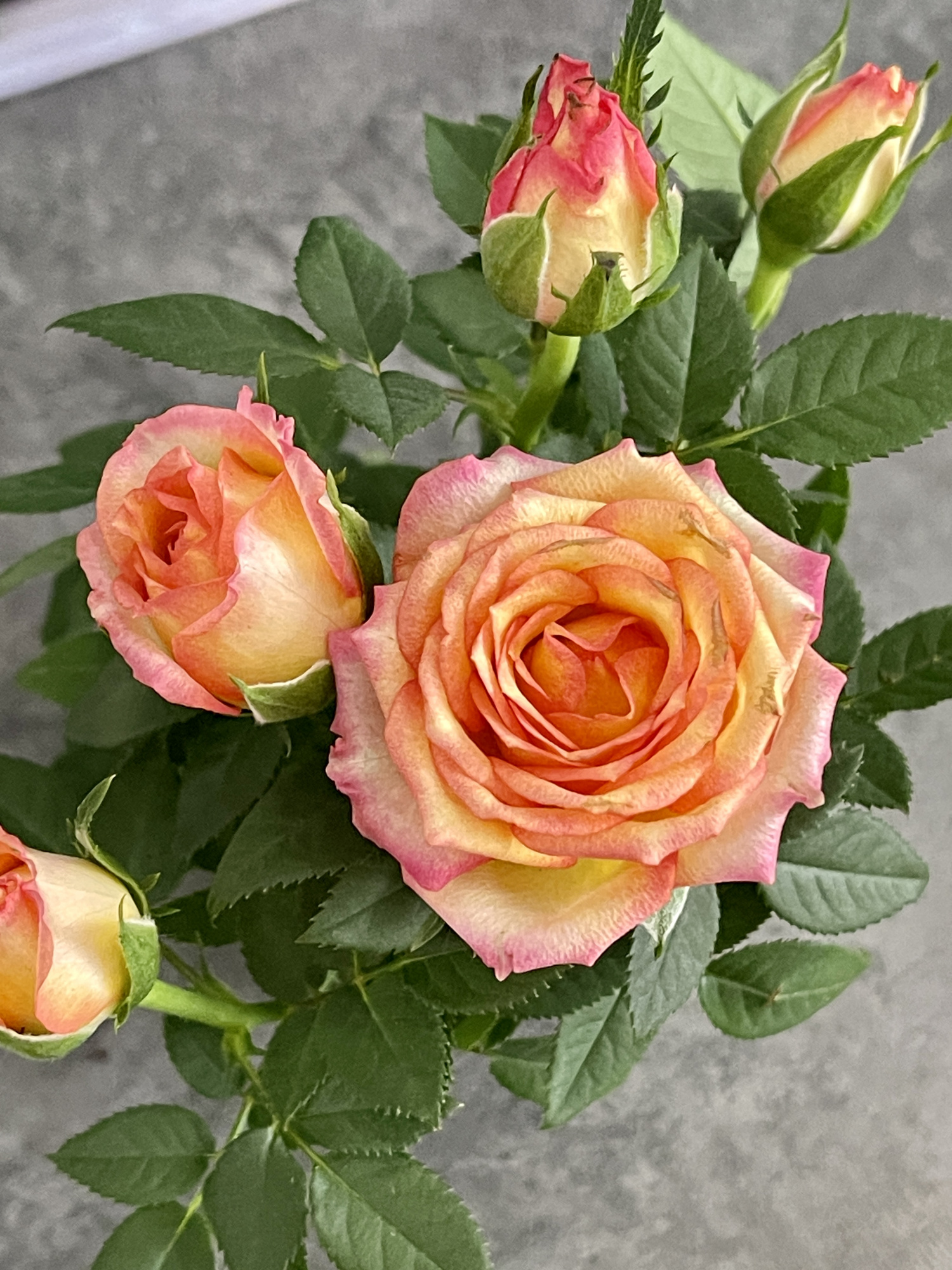 Роза Даника комнатная Метеор (Rosa Danica "Meteor") D6см