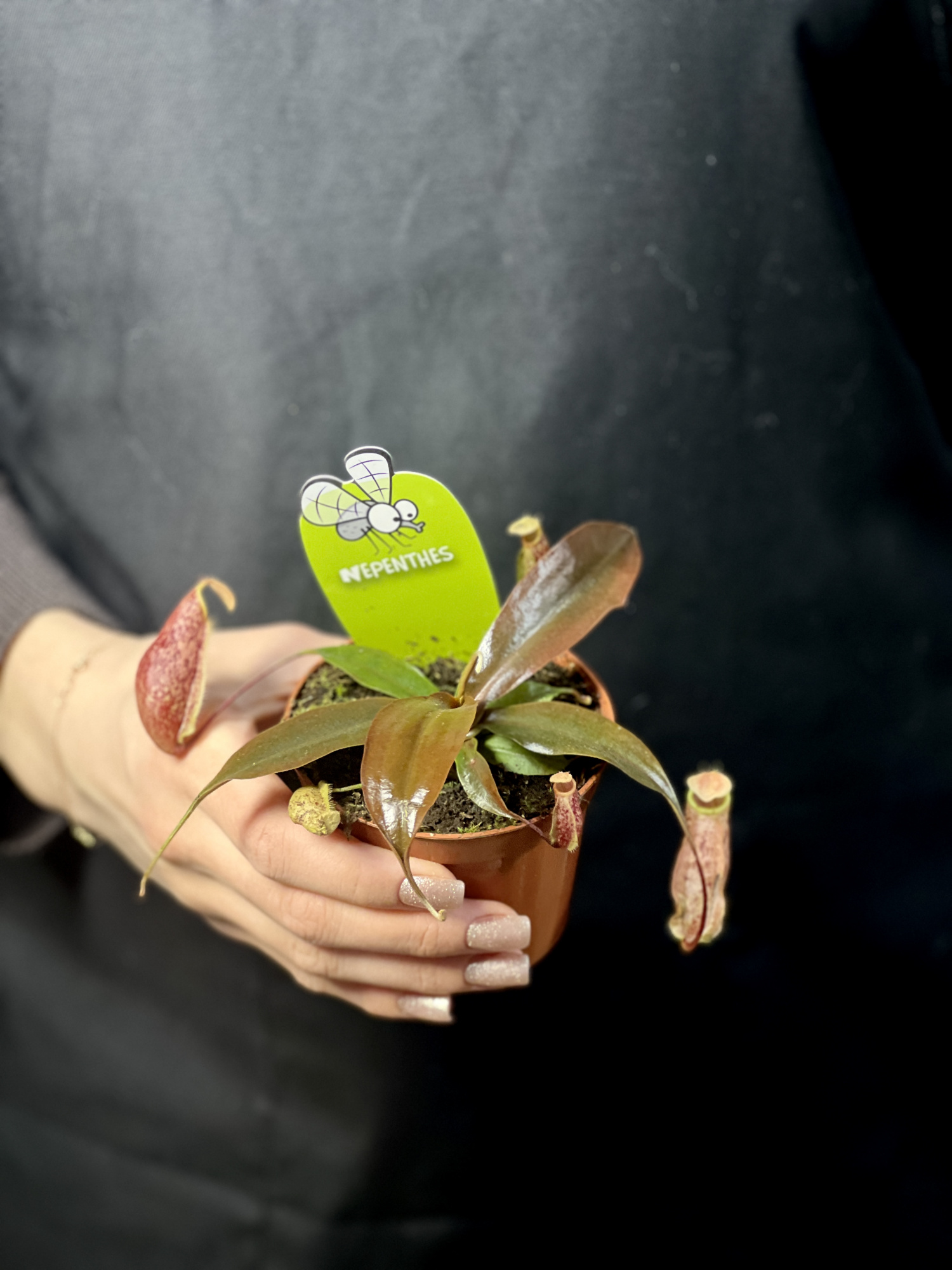 Непентес Суки, или Непентес Сюки (Nepenthes Suki) D9см