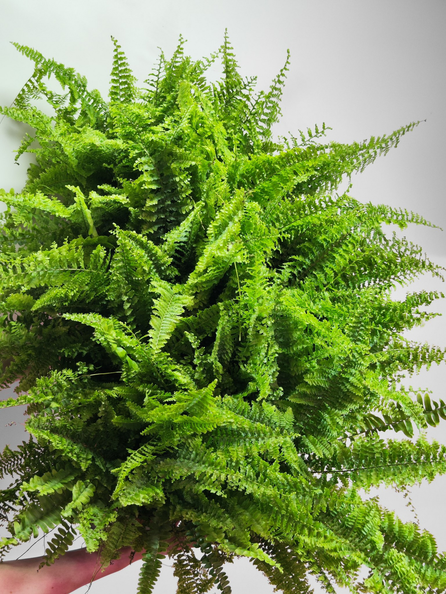 Нефролепис Витале (Nephrolepis Vitale) D12см