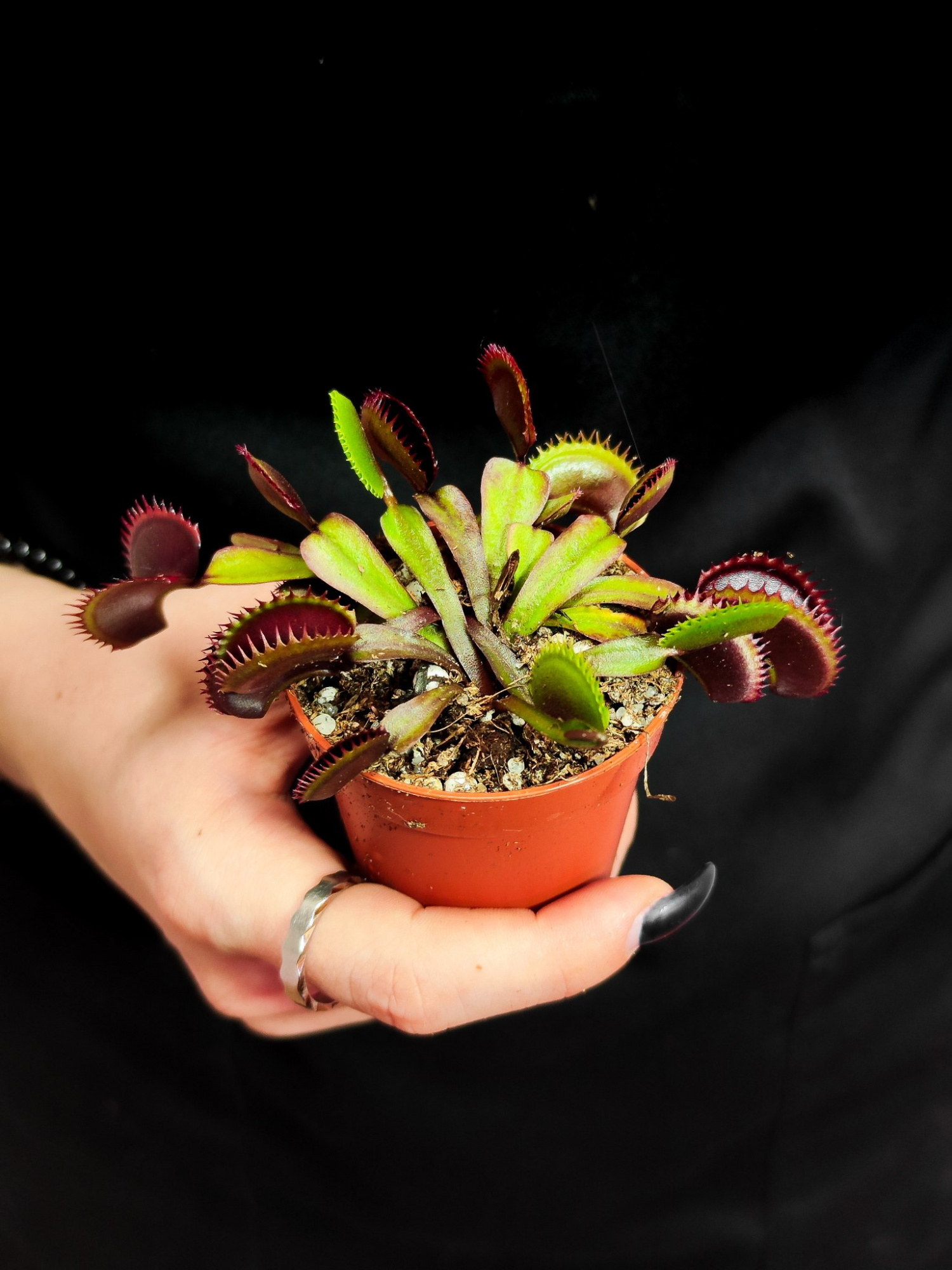 Венерина Мухоловка "Зубья Красной Акулы" (Dionaea Muscipula "Red Shark Teeth") D6см