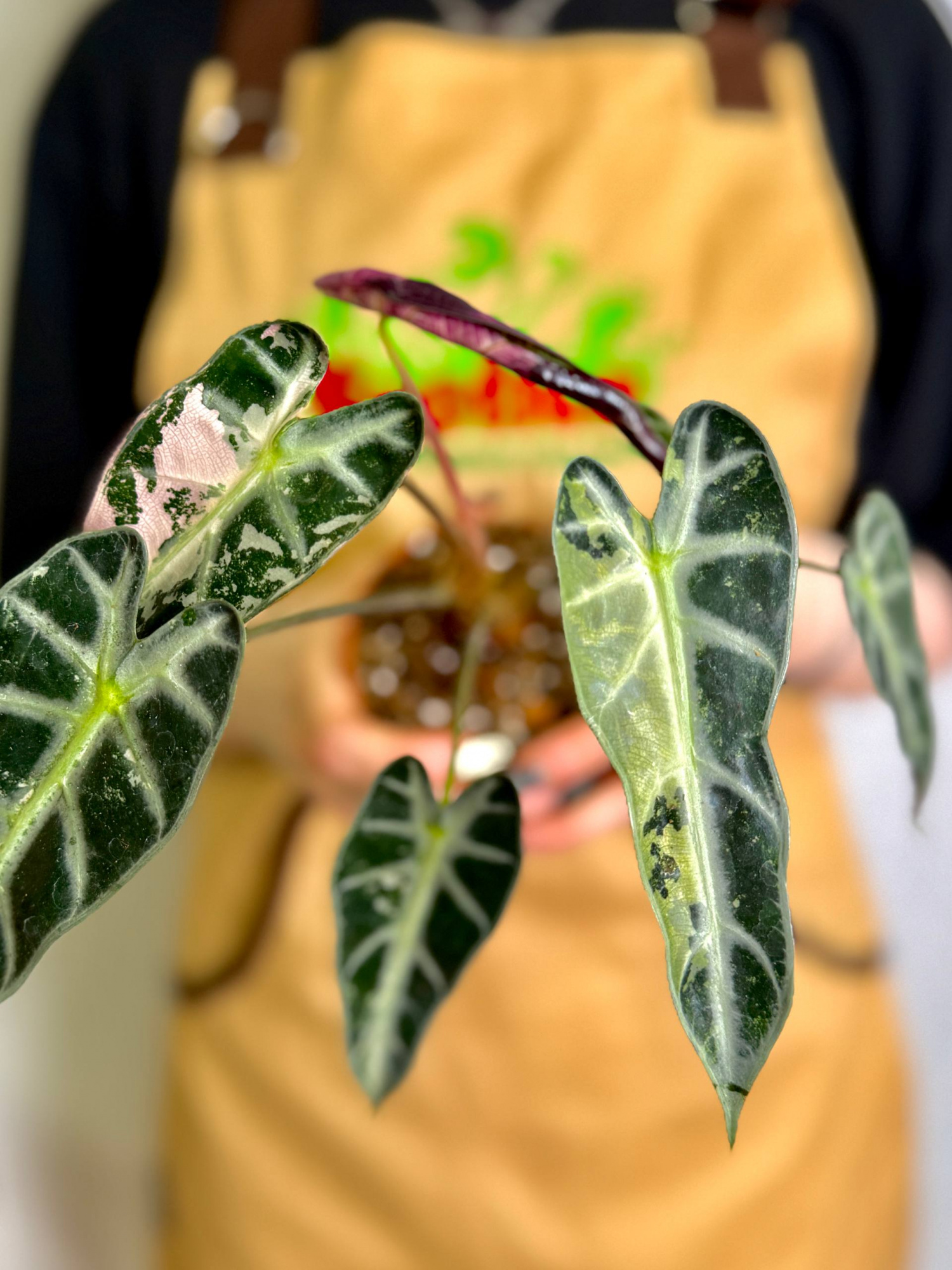 Алоказия Бамбино Пинк Вариегатная (Alocasia Bambino Pink Variegata) D10см