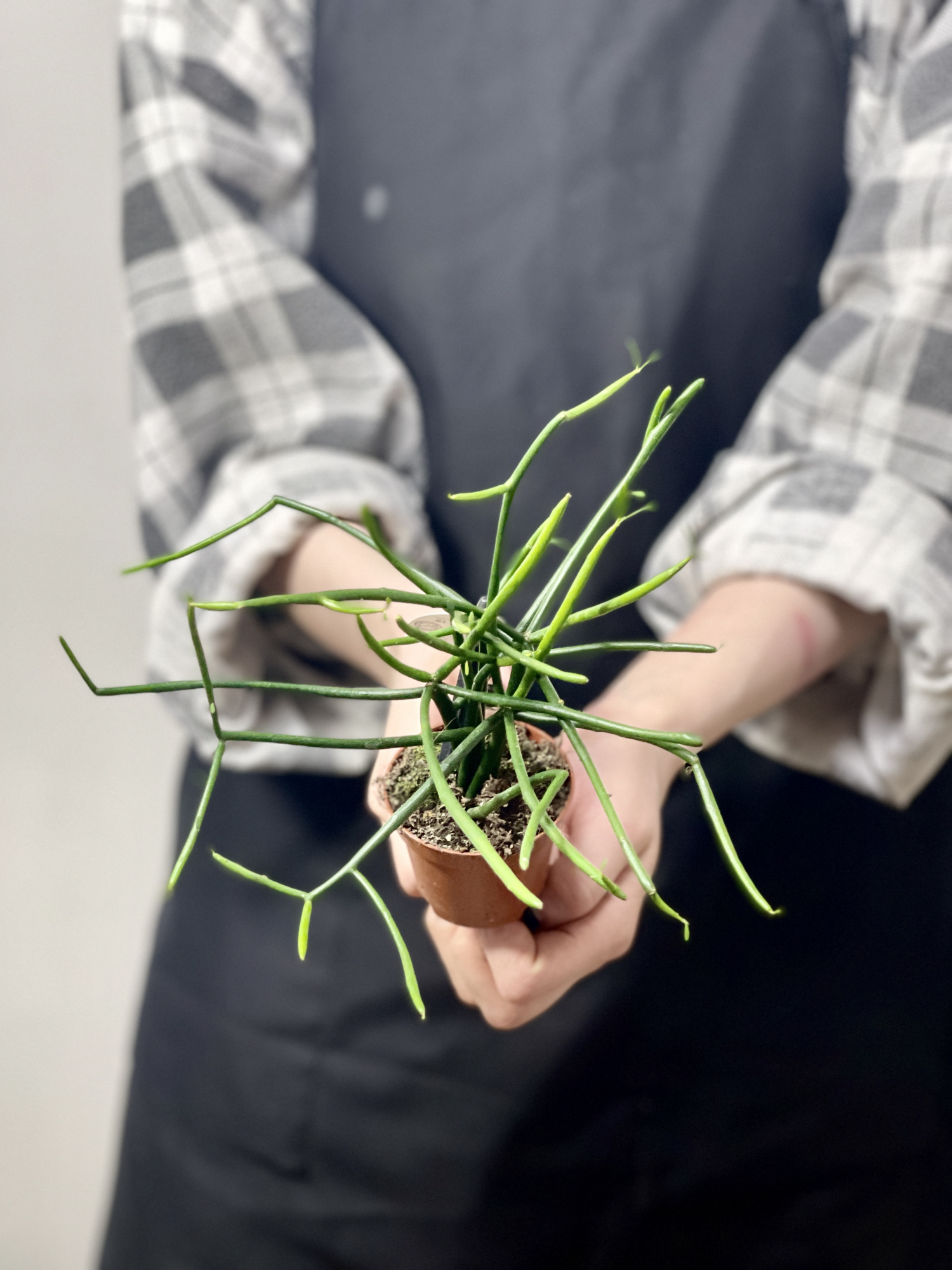 Эуфорбия (Молочай) Тирукалли (Euphorbia Tirucalli) D6см