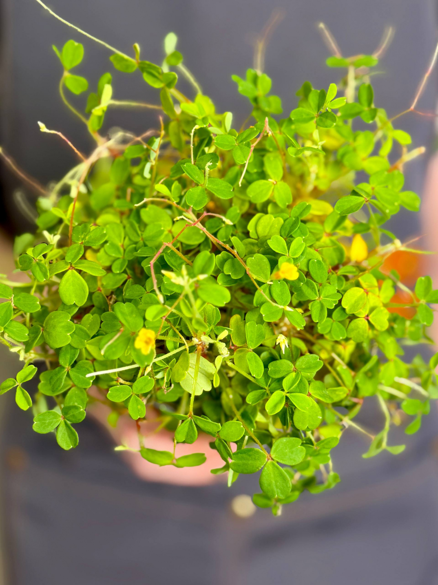 Оксалис Мегалориза, или Кислица Крупнокорневищная (Oxalis Megalorrhiza) D10см