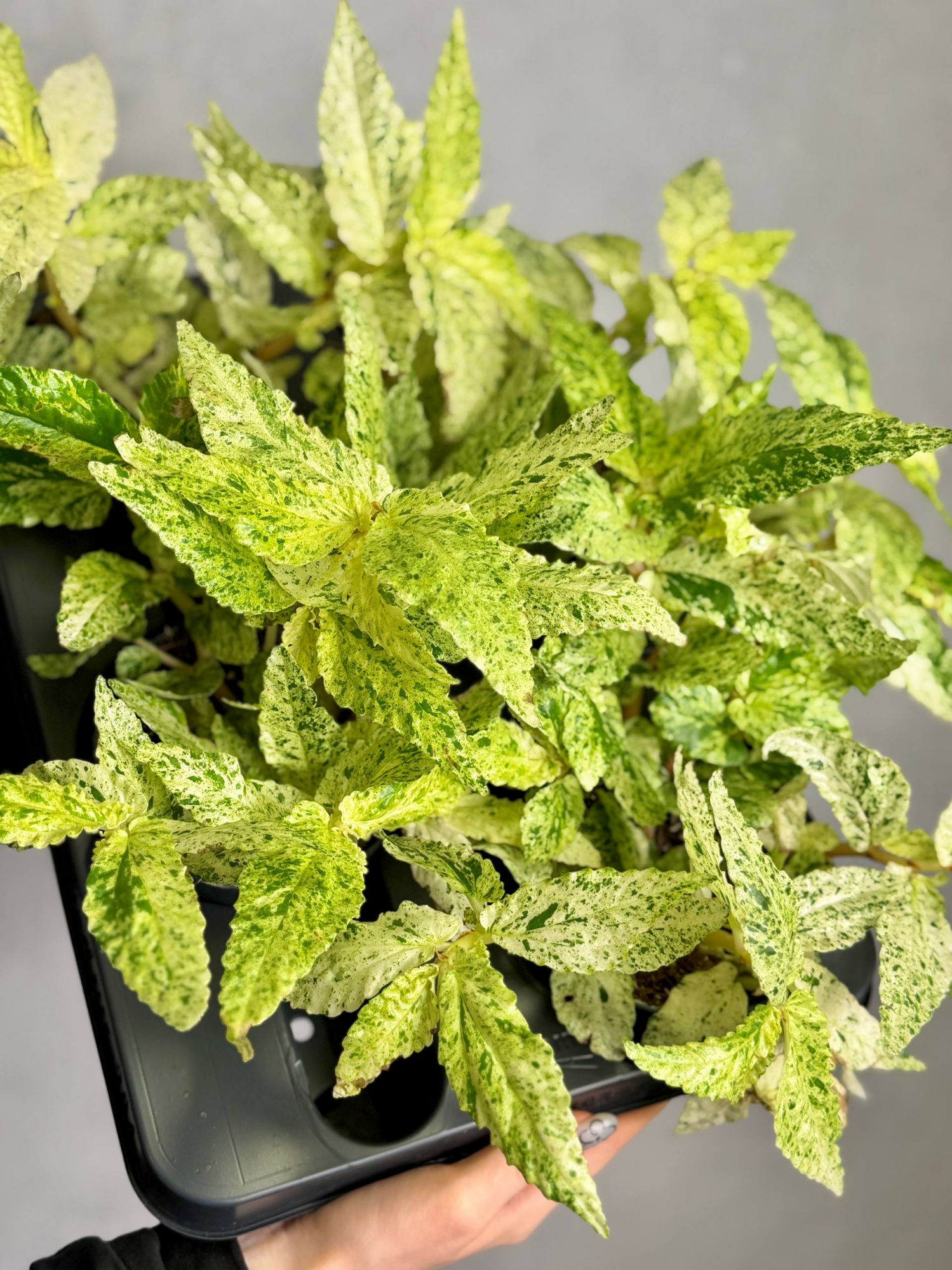 Пеллиония Ползучая Вариегатная (Pellionia Repens Variegata) D12см