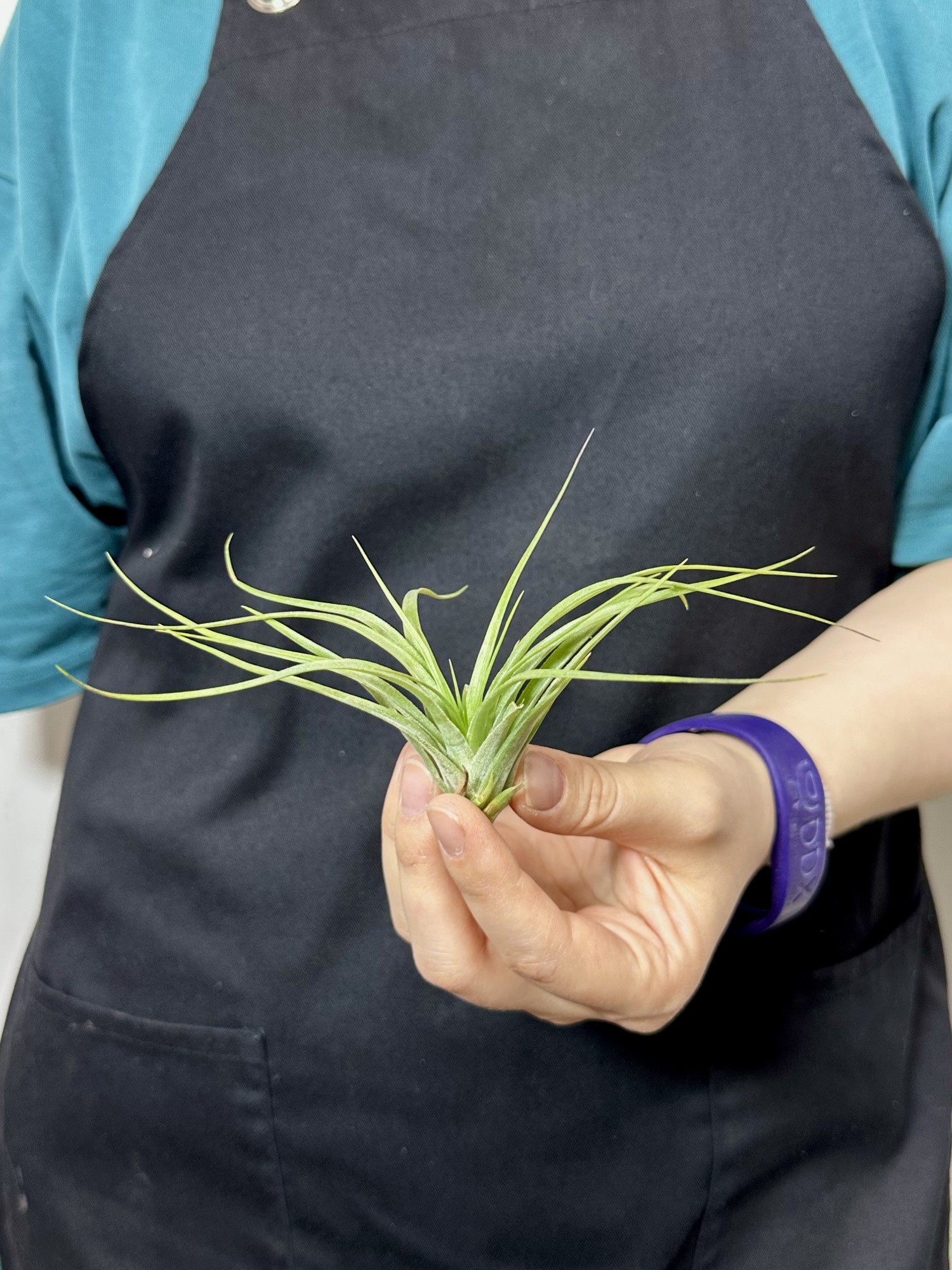 Тилландсия Стрикта Мини (Tillandsia Stricta Mini)