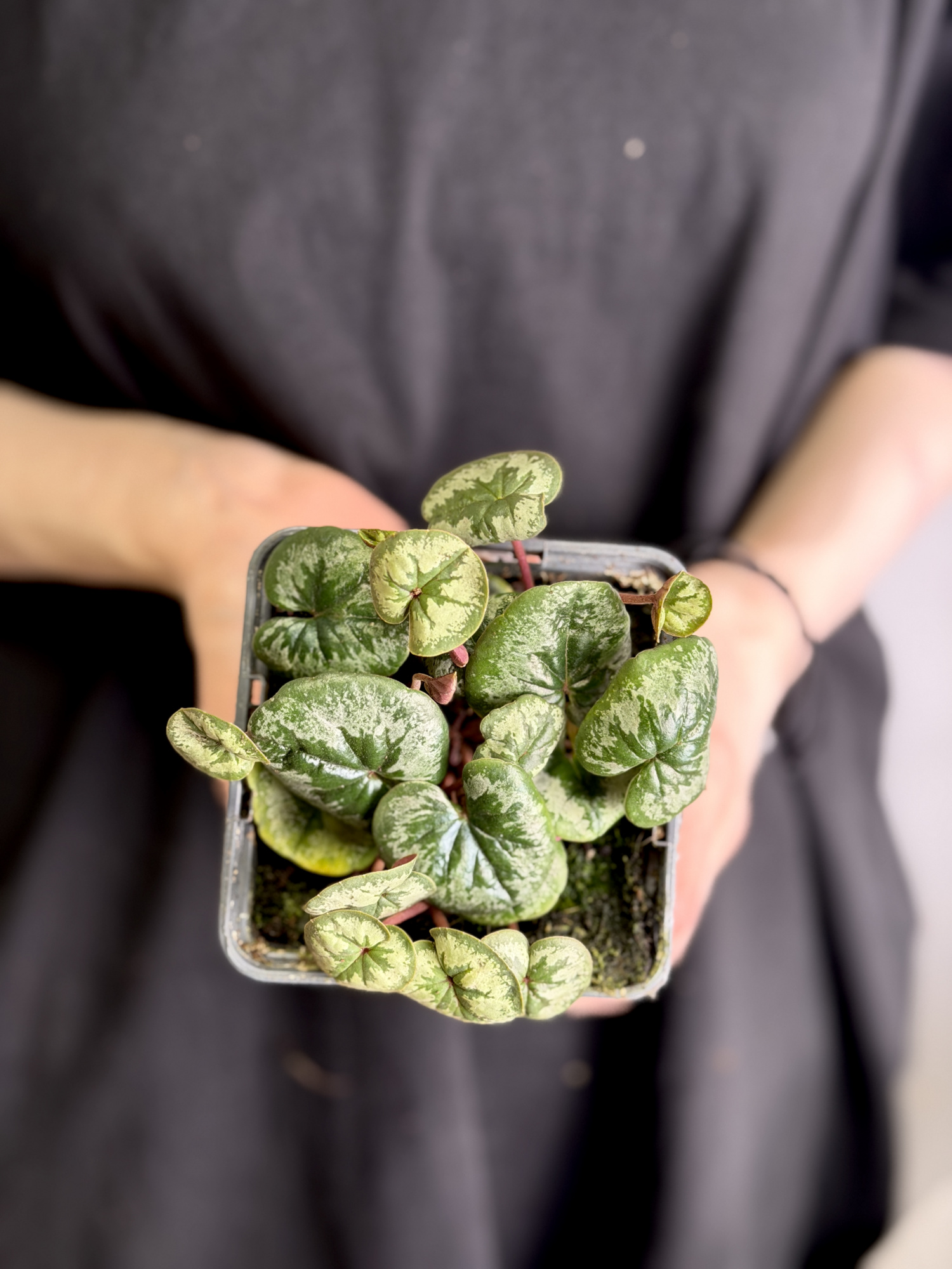 Цикламен Косский Серебристо - Белый (Cyclamen Coum Silverleaf White) D8см