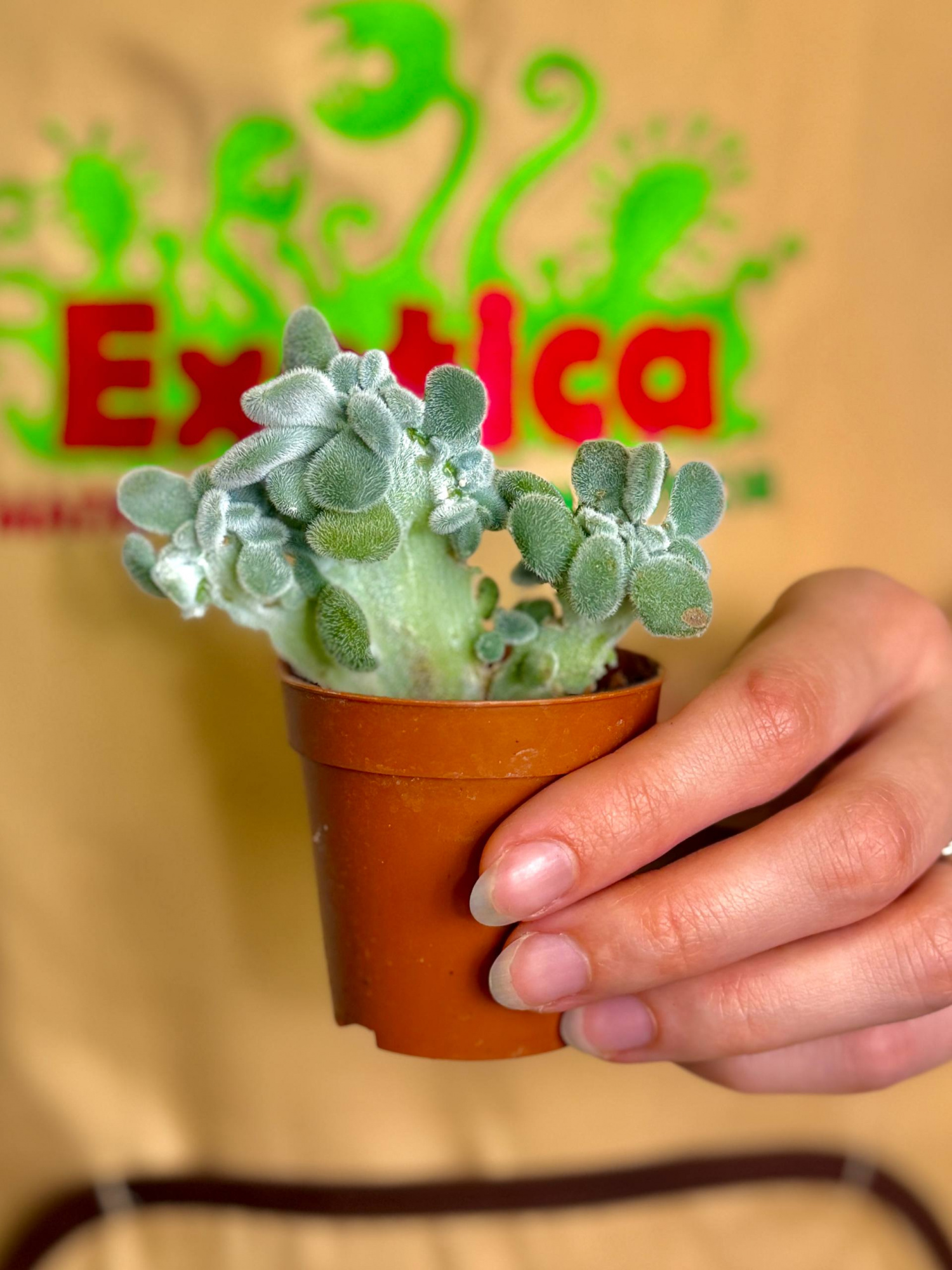 Эхеверия Пульвината Фрости Кристата (Echeveria Pulvinata Frosty Cristata) D5см