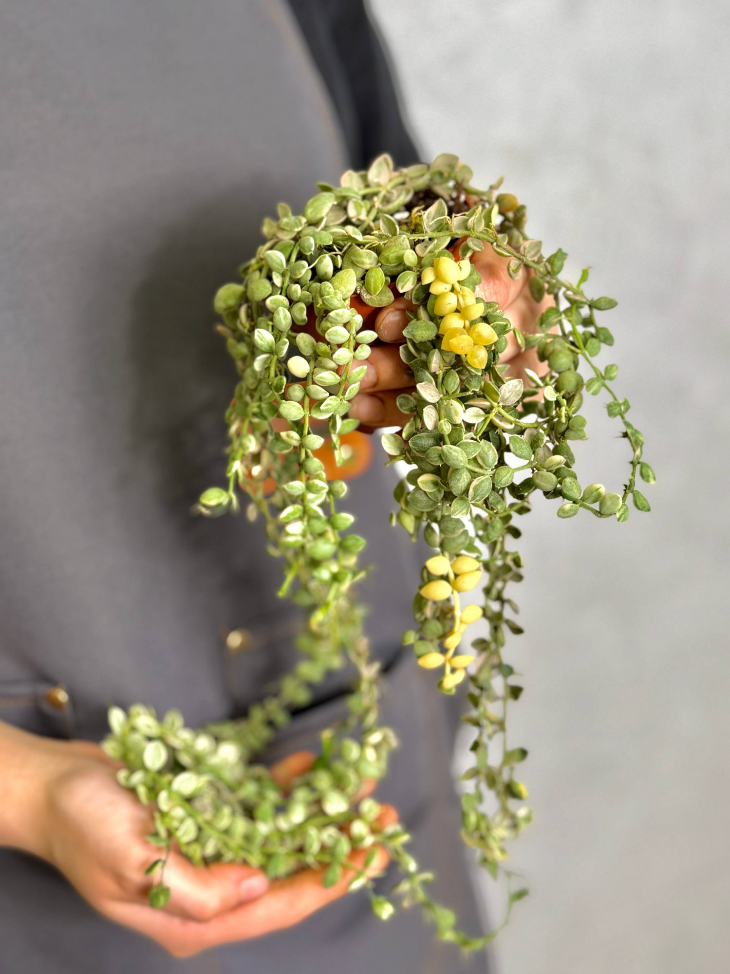 Дисхидия Нуммулария Вариегатная (Dischidia Nummularia Variegata) D8см