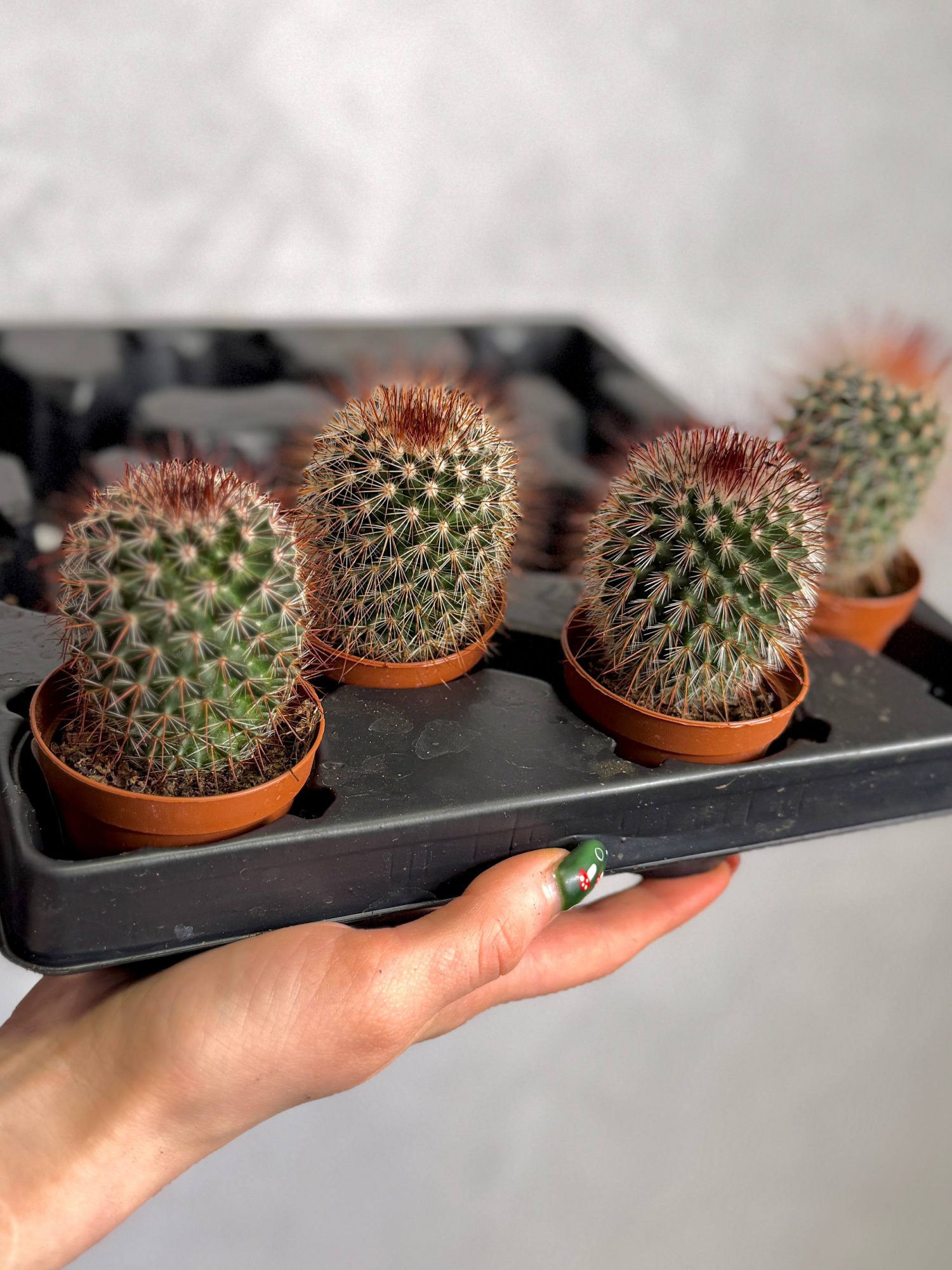 Маммиллярия Спинозиссима, или Колючейшая (Mammillaria Spinosissima) D5см