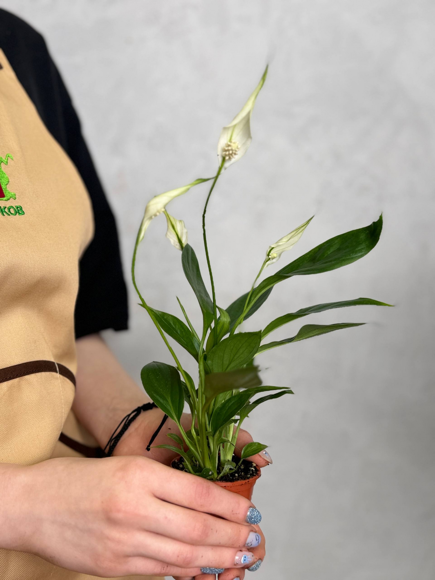 Спатифиллум Алана (Spathiphyllum Alana) D6см