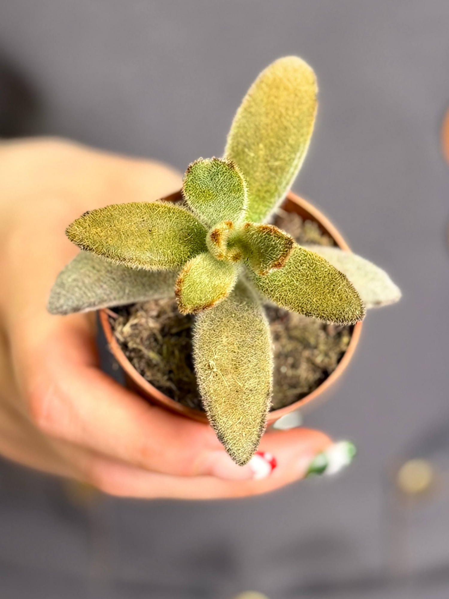 Каланхоэ Голден Гёрл (Kalanchoe Golden Girl) D5см