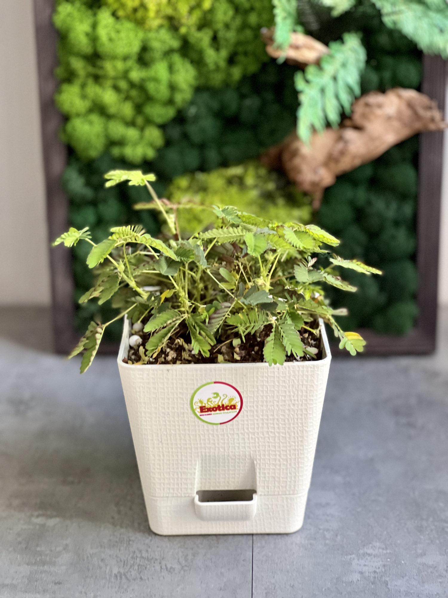 Стыдливая мимоза (Mimosa Pudica) пересаженная D12см