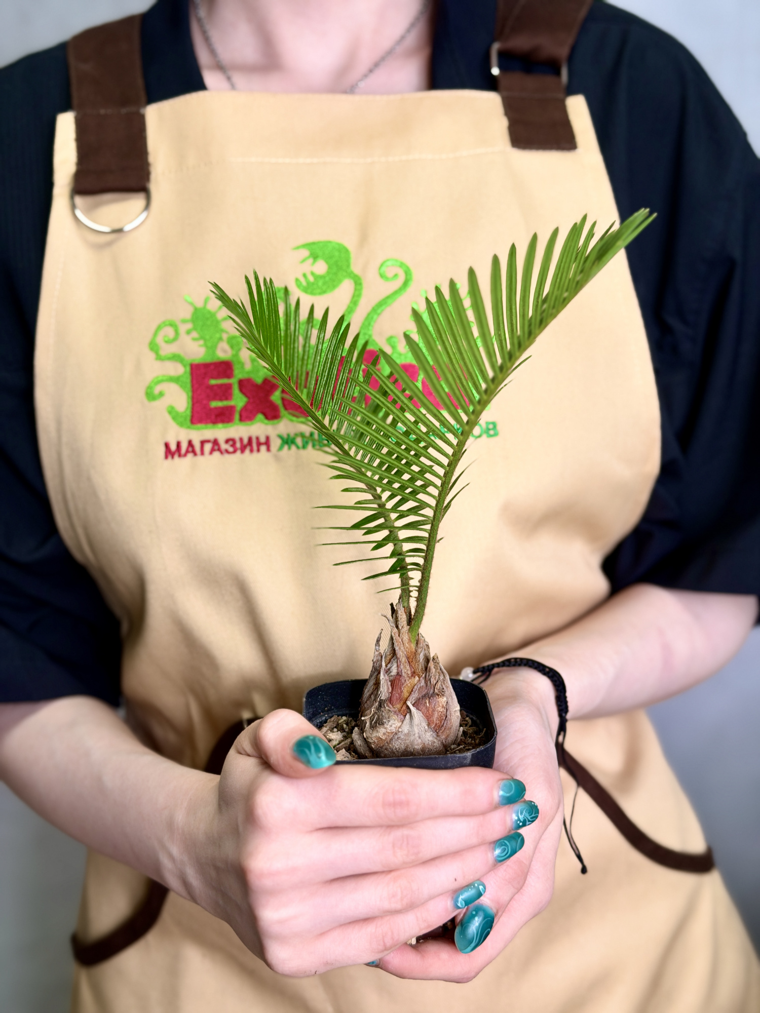Цикас Революта, или Саговник Поникающий (Cycas Revoluta) D7см