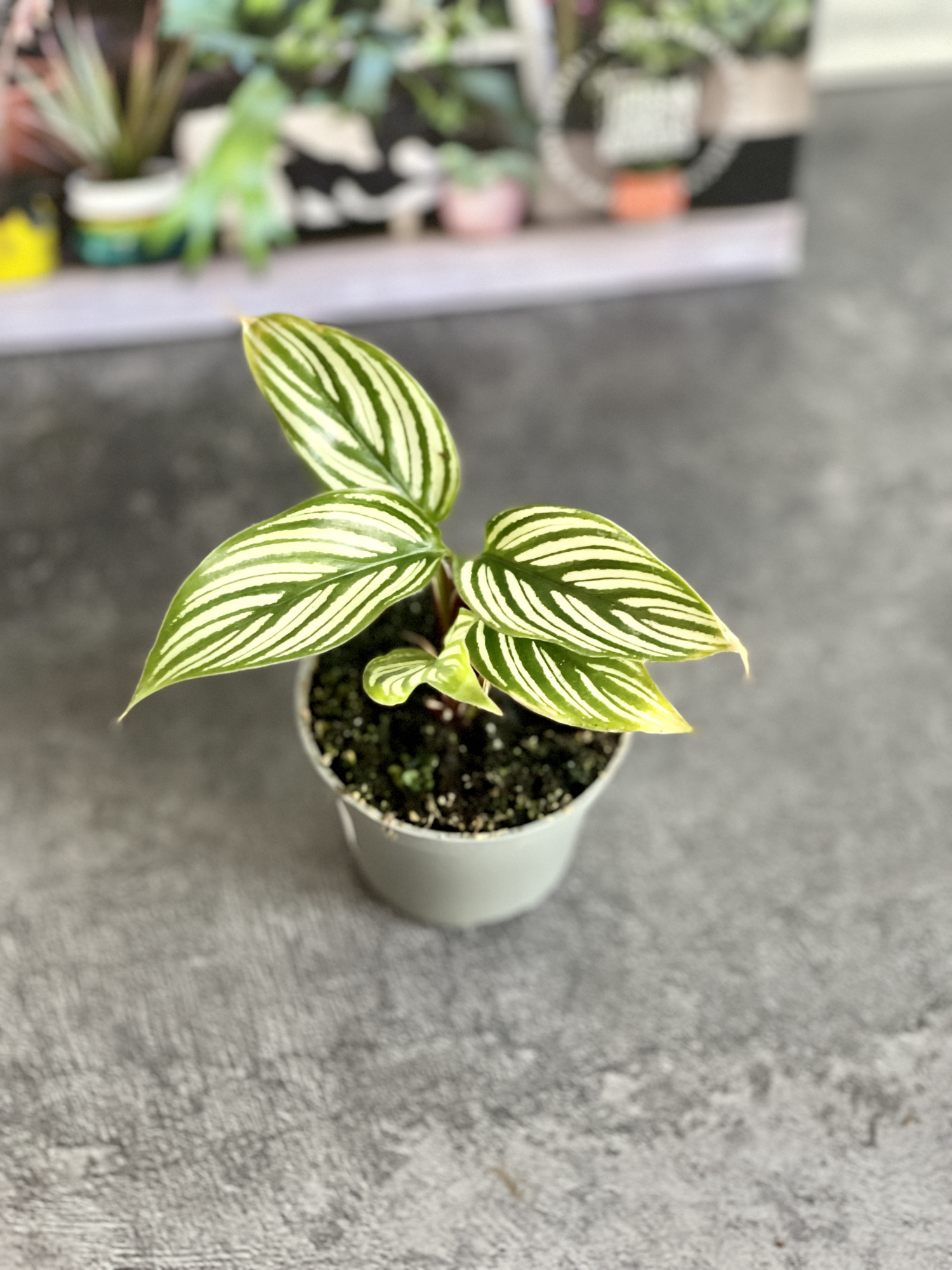 Калатея Витатта (Calathea Species Vittata) D6см