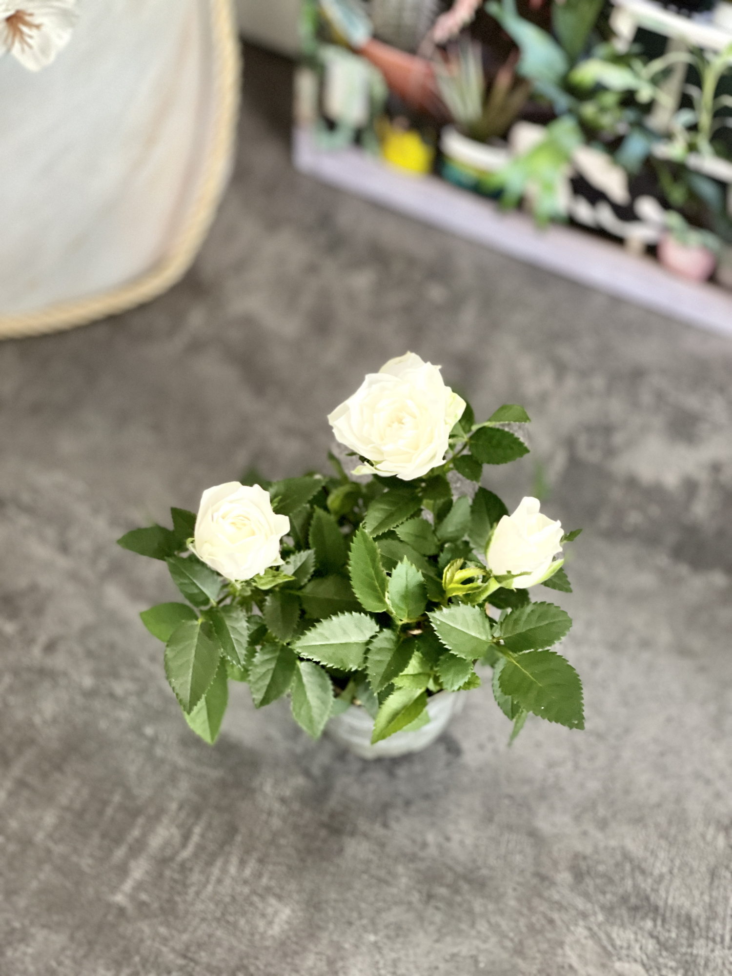 Роза Даника комнатная белая (Rosa Danica "White") D6см
