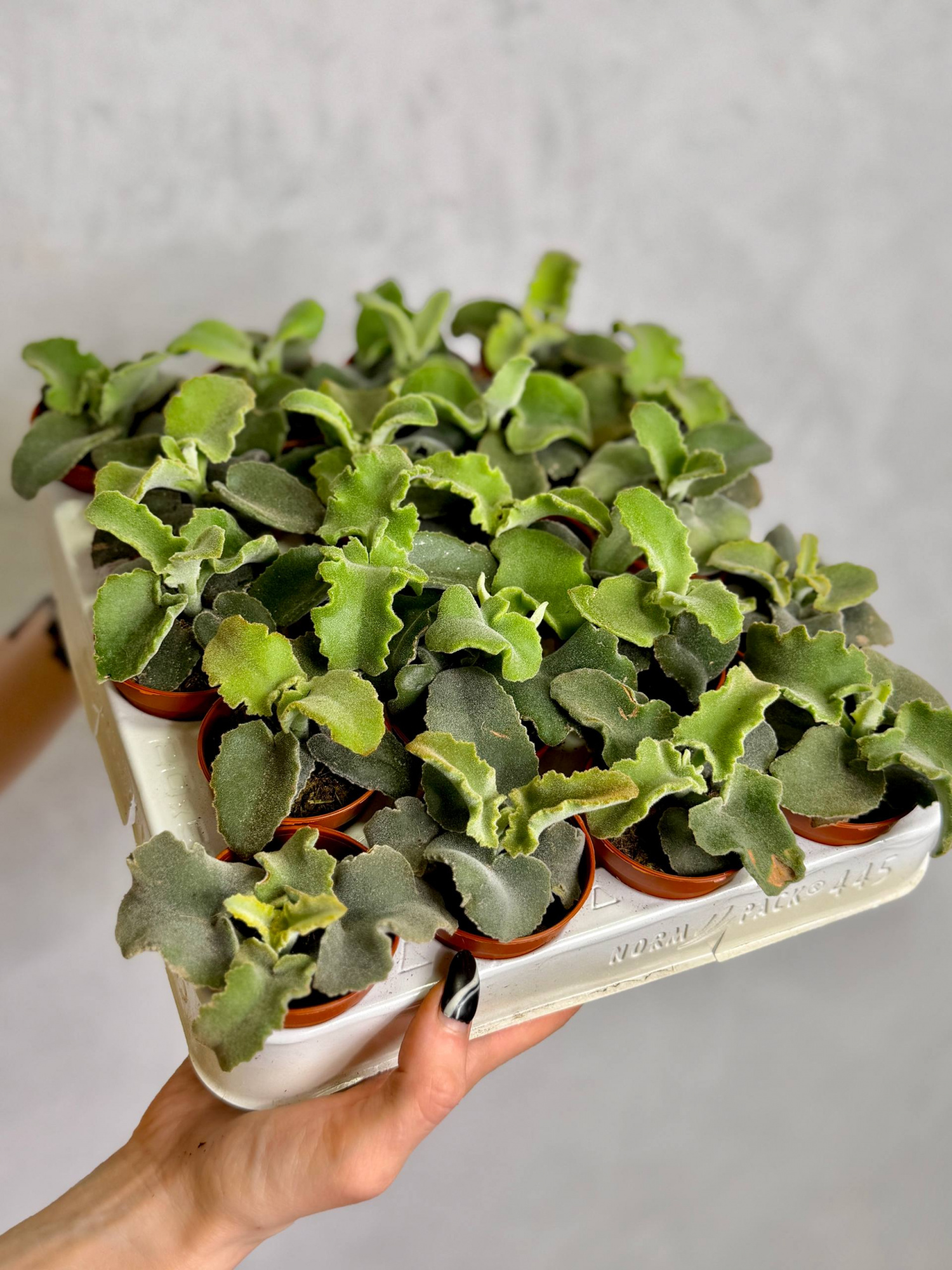 Каланхоэ Бехарское Мальтийский Крест (Kalanchoe Beharensis Maltese Cross) D5см