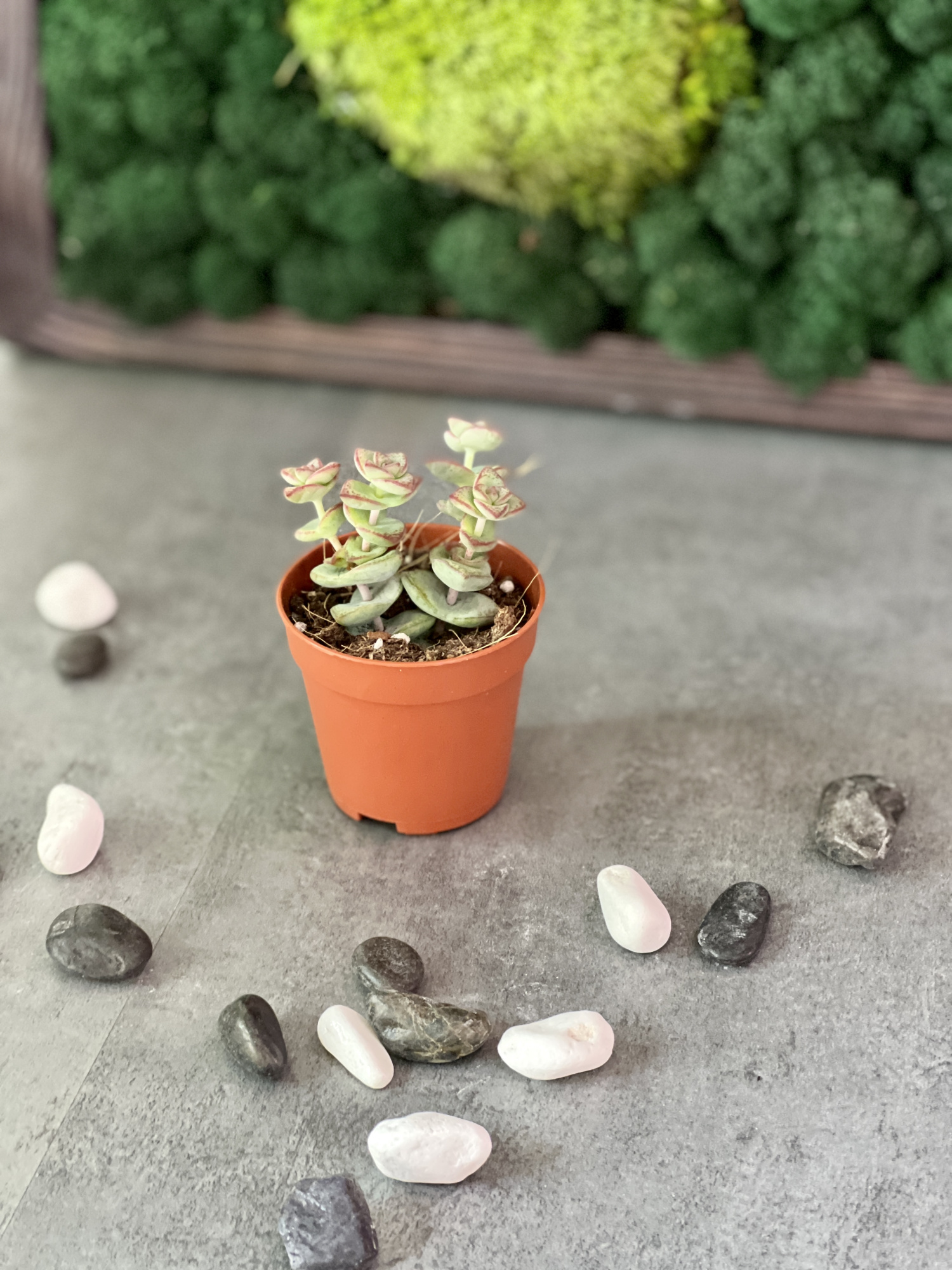 Крассула Рупестрис (Crassula Rupestris) D5см