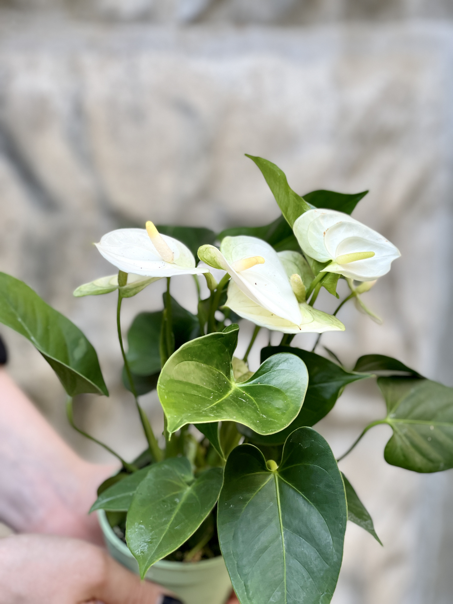 Антуриум Андре Вайт (Белый) (Anthurium Аndraeanum White) D9см