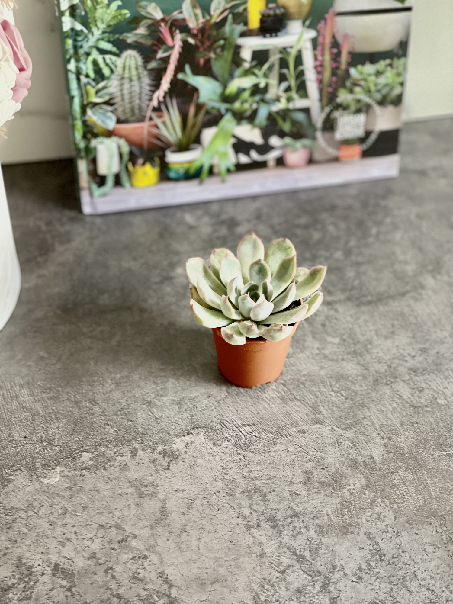 Эхеверия Пулидонис (Echeveria Pulidonis) D5см
