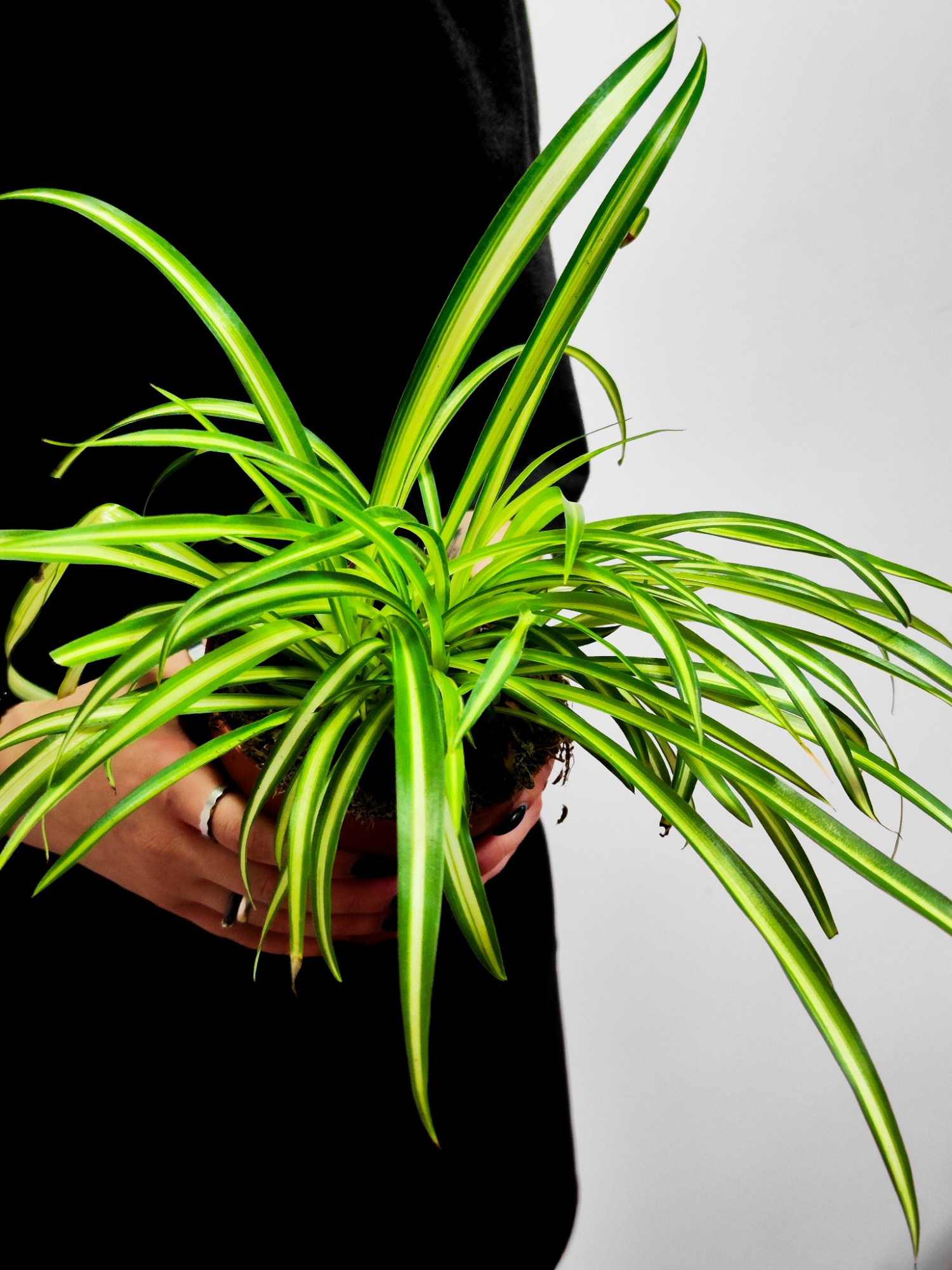 Хлорофитум Хохлатый (Chlorophytum Comosum) D12см