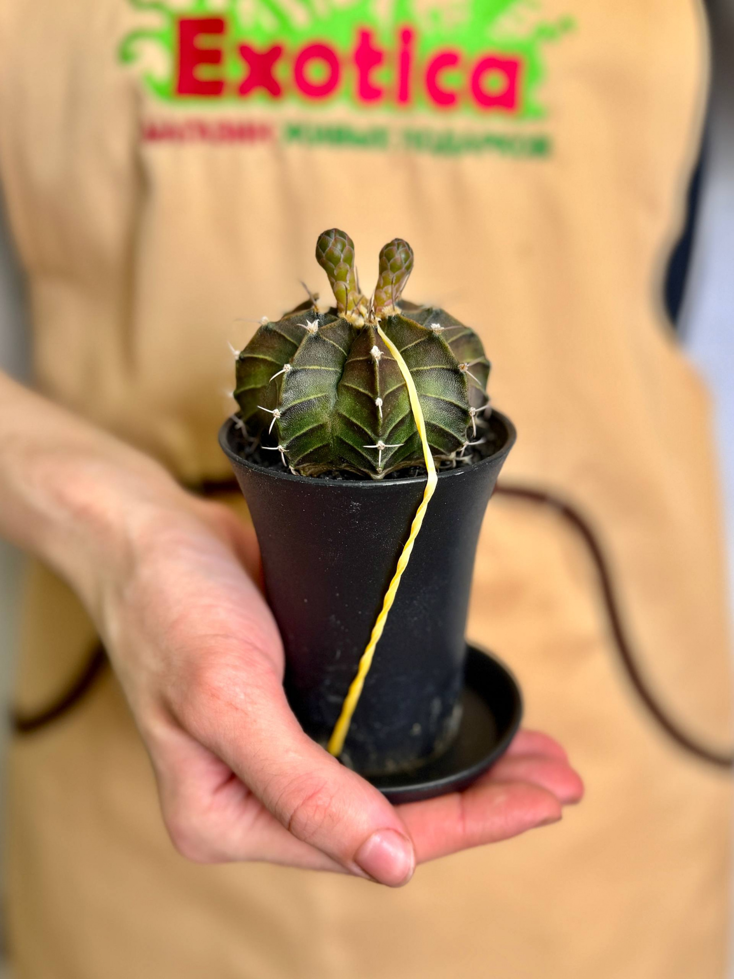 Гимнокалициум Фридриха (Gymnocalycium Friedrichii) D7,5см