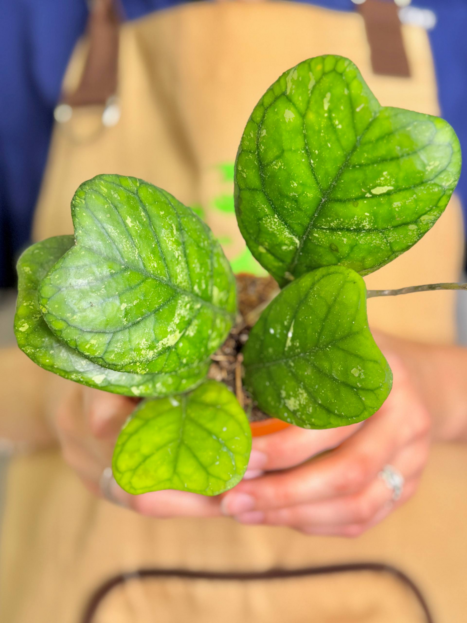 Хойя Дейкей (Hoya Deykei) D8см