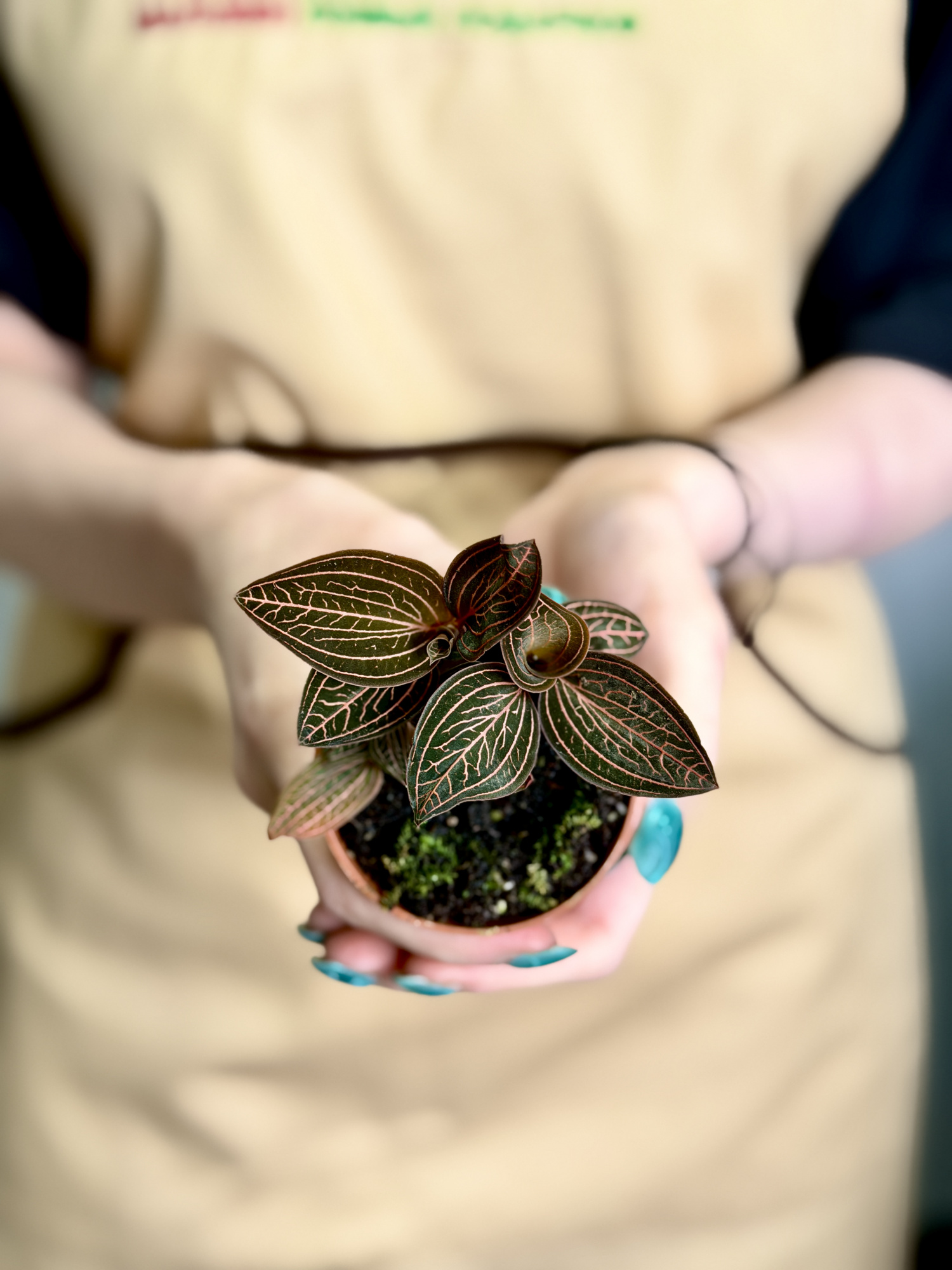Драгоценная Орхидея Анектохилус Чапаэнсис (Jewel Orchid Anoectochilus Chapaensis) D6см