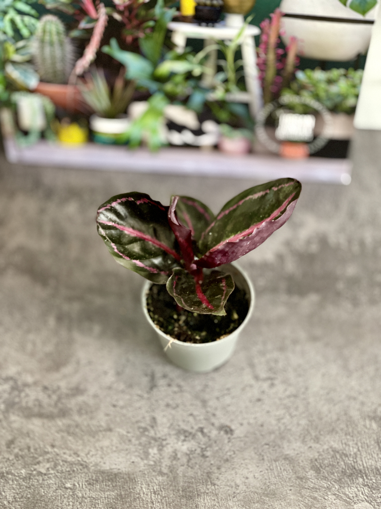 Калатея Розеопикта Иллюстрис (Calathea Roseopicta Illustrious) D6см