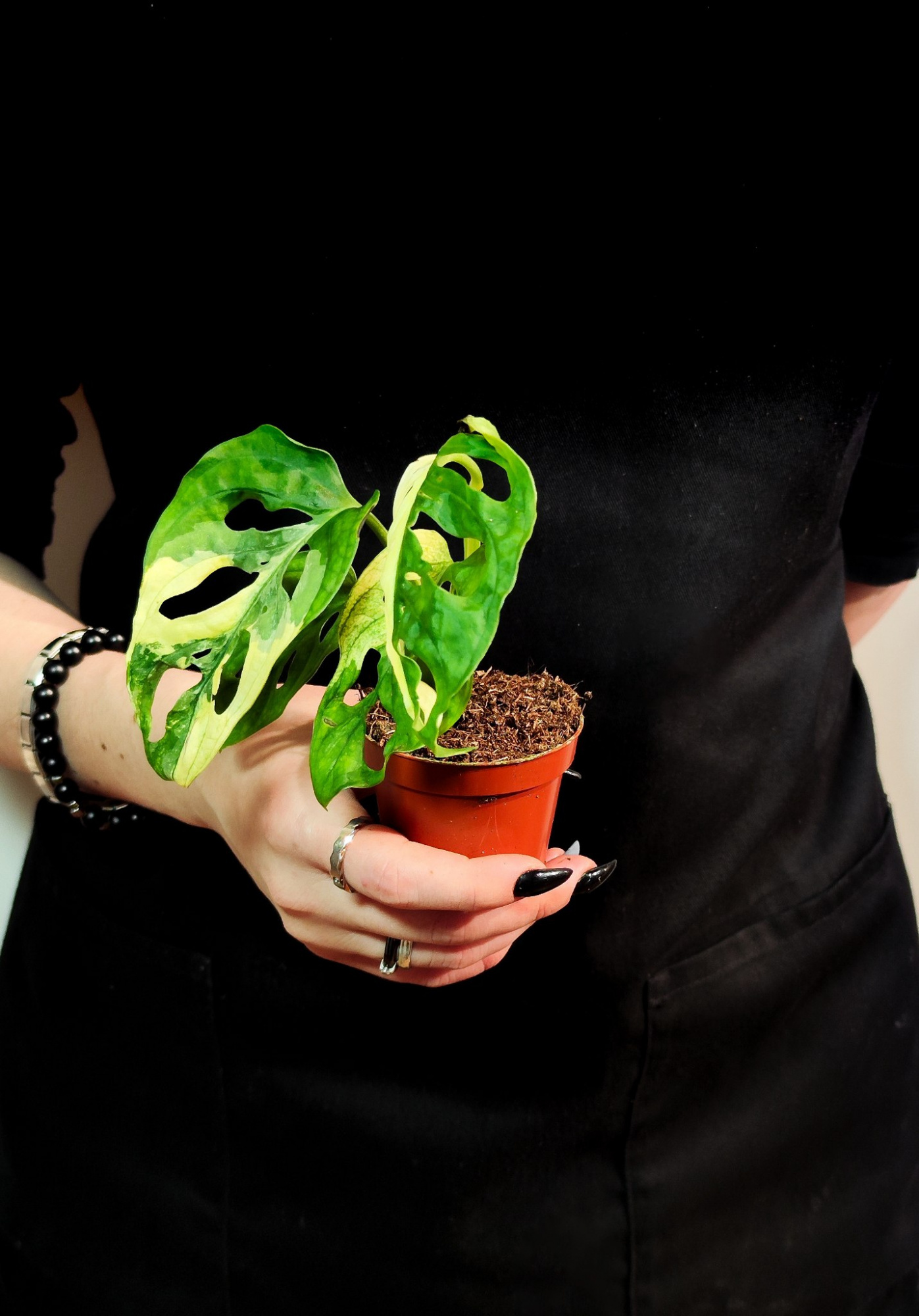 Монстера Адансона Вариегатная (Monstera Adansonii Variegata) D6см