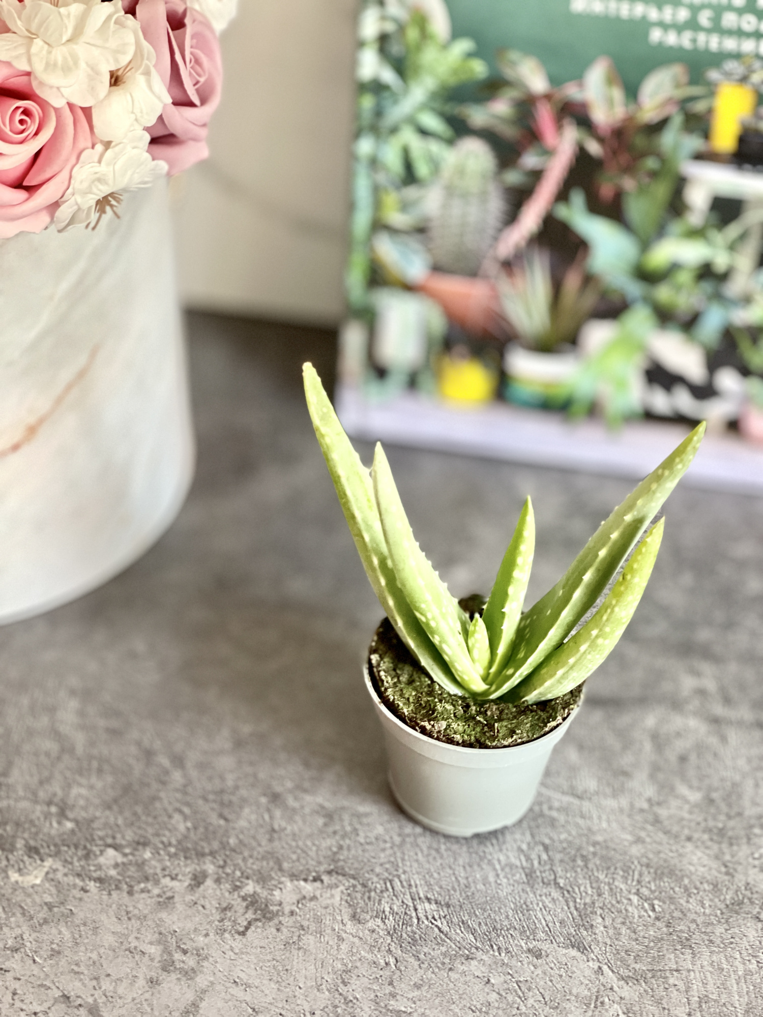 Алоэ Вера (Aloe Vera) D5см