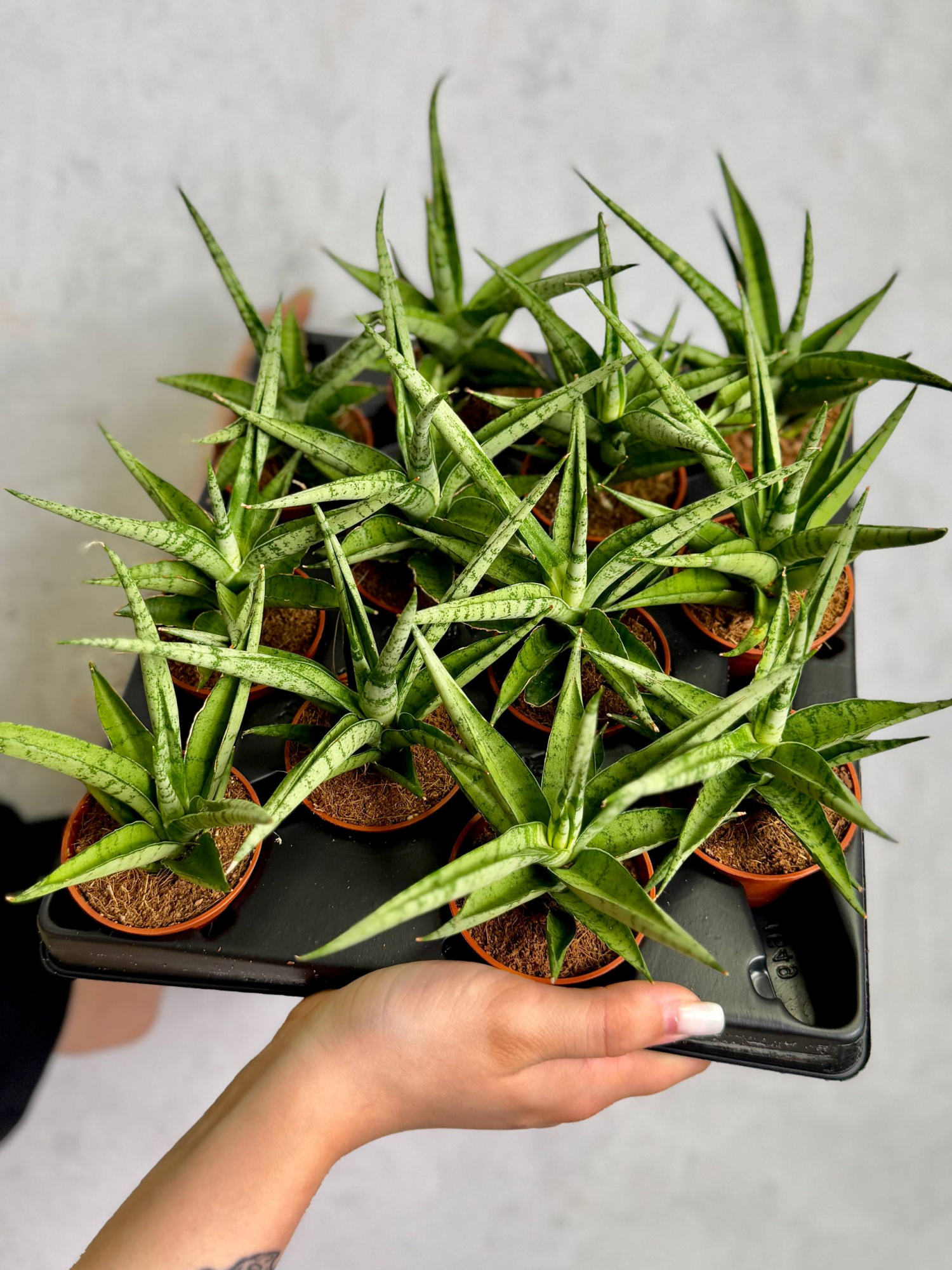 Сансевиерия Том Грацилис (Sansevieria Tom Gracilis) D6см